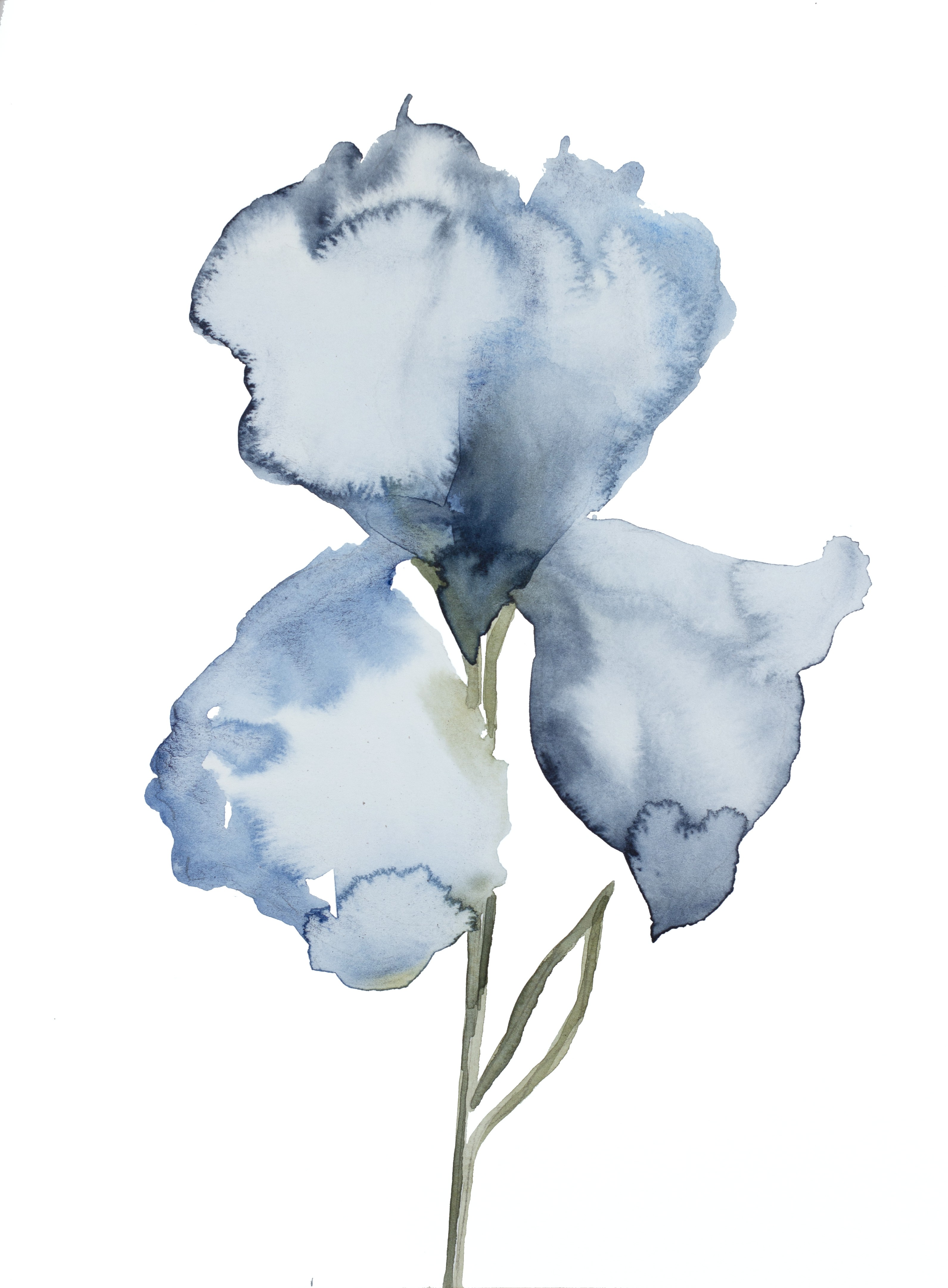 Elizabeth Becker, Iris No. 130 Elizabeth Becker, Iris No. 130