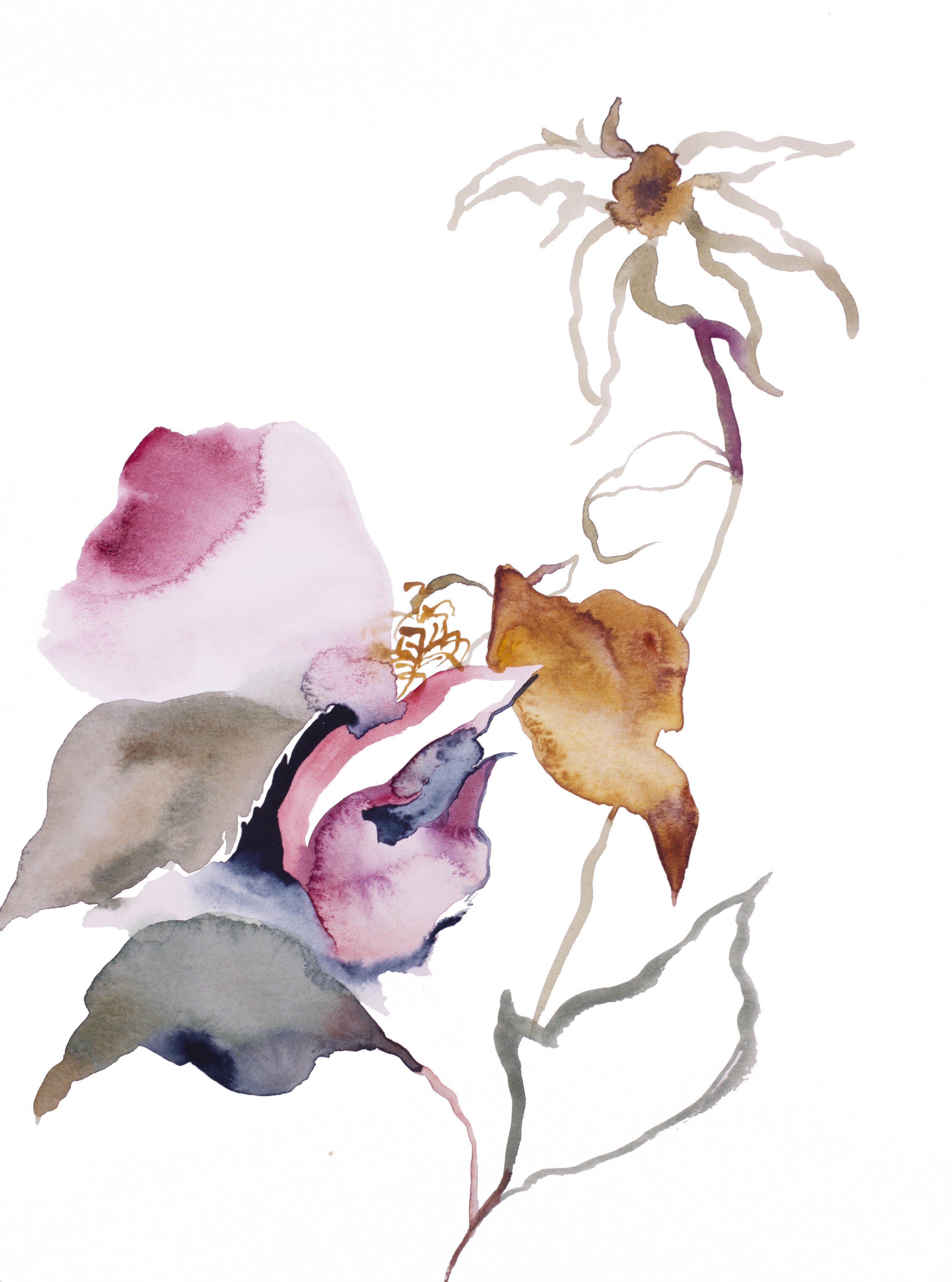 Elizabeth Becker, Rose Study No. 53 Elizabeth Becker, Rose Study No. 53