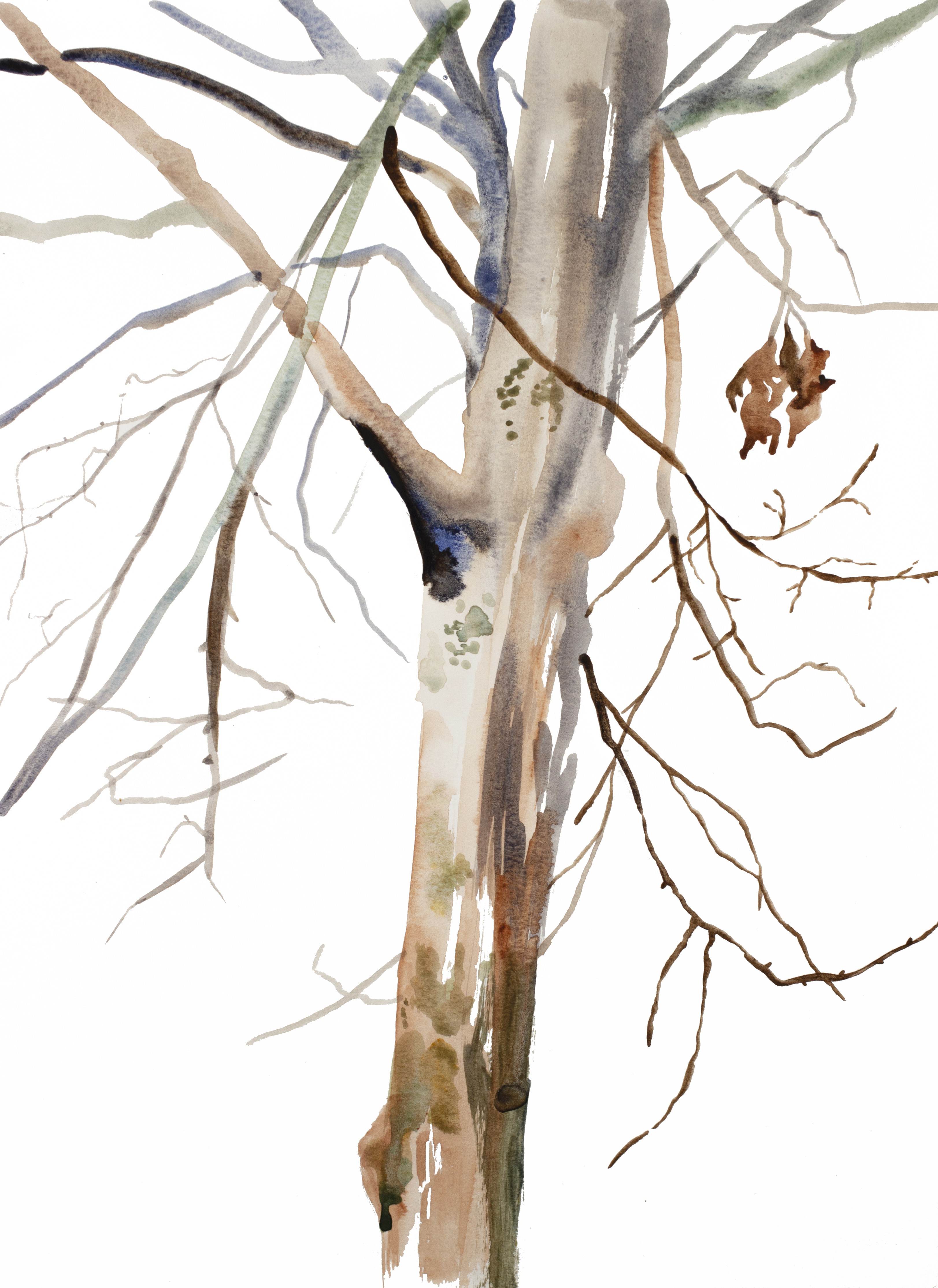 Elizabeth Becker, The Woods No. 118 Elizabeth Becker, The Woods No. 118