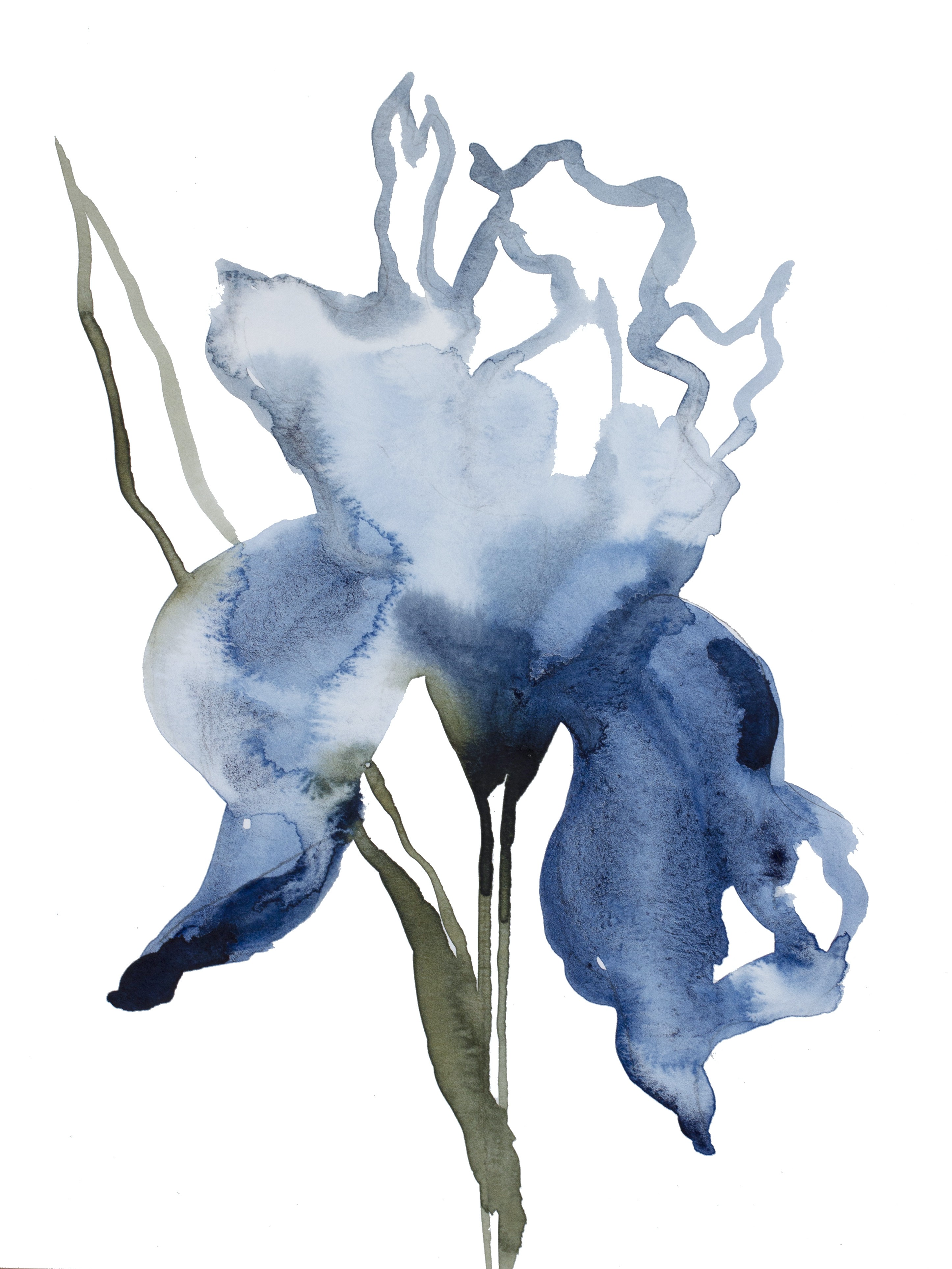 Elizabeth Becker, Iris No. 132 Elizabeth Becker, Iris No. 132