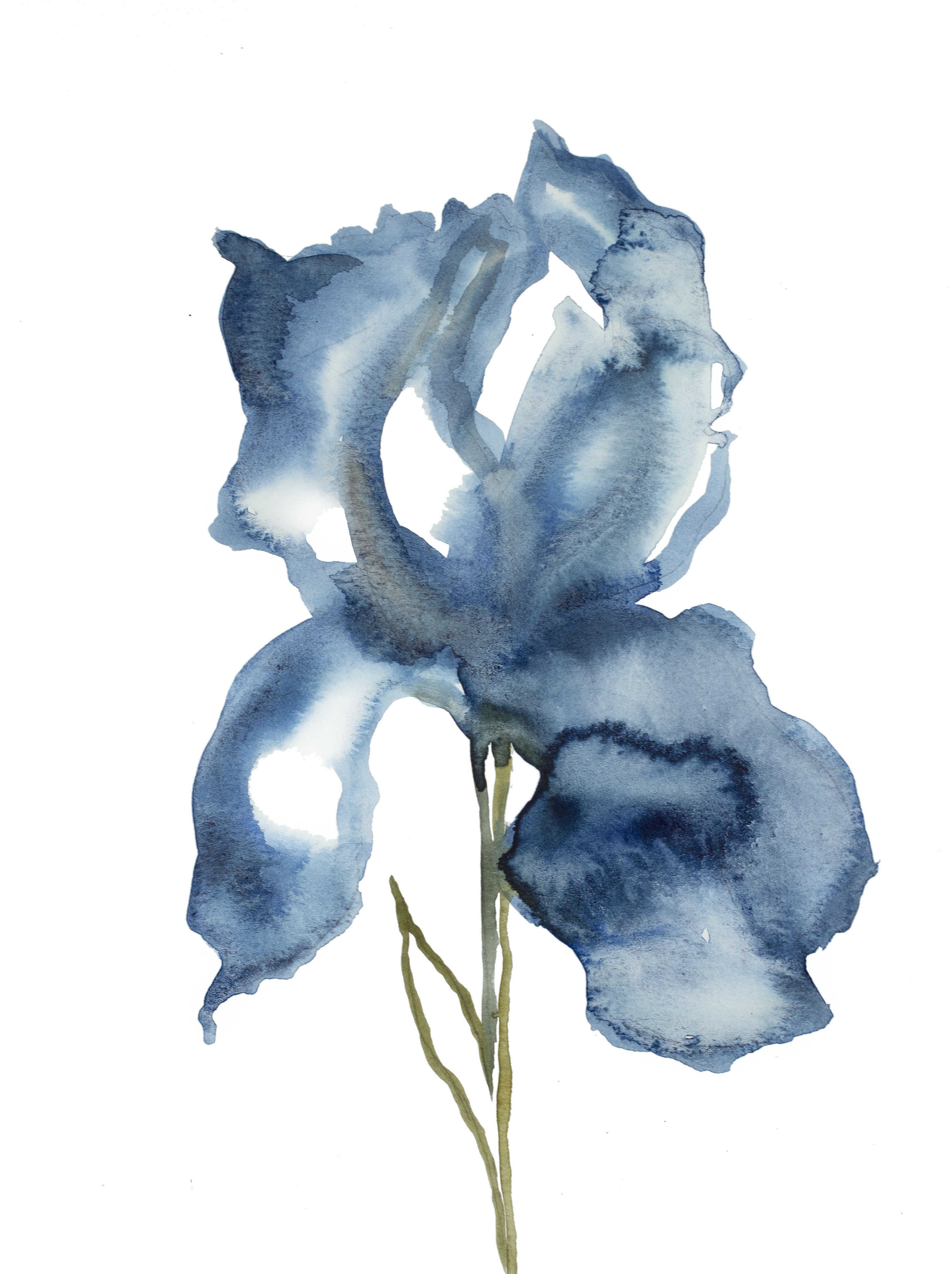 Elizabeth Becker, Iris No. 133 Elizabeth Becker, Iris No. 133