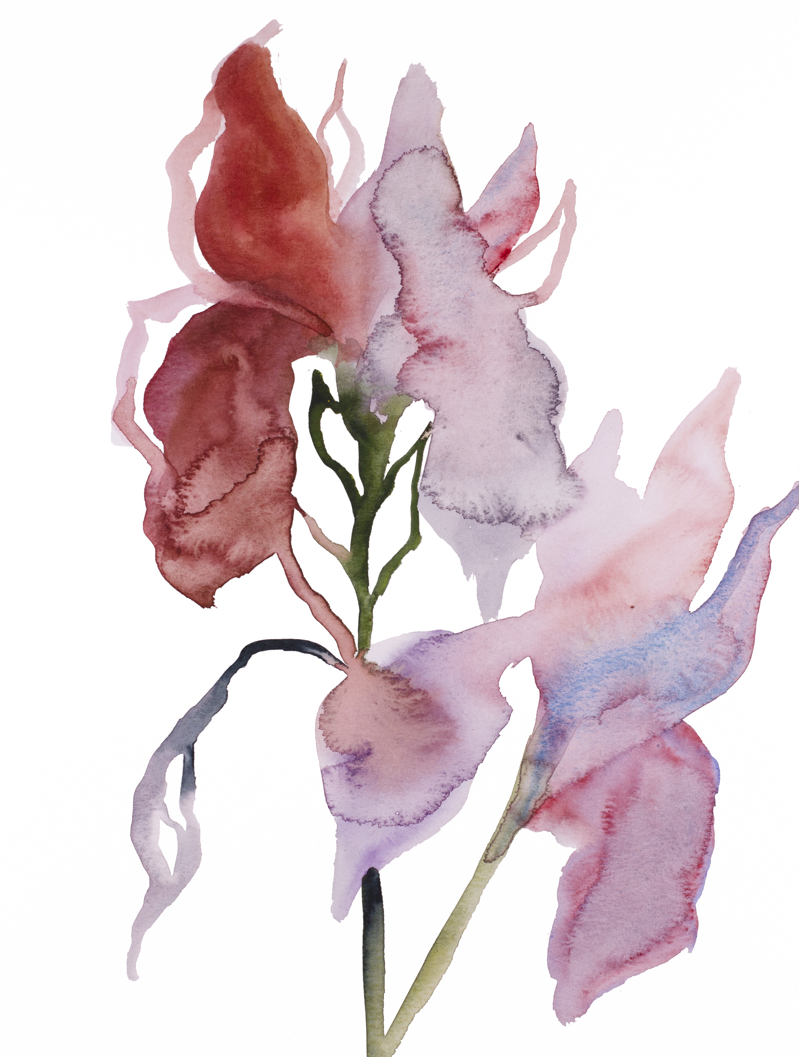 Elizabeth Becker, Two Irises No. 3 Elizabeth Becker, Two Irises No. 3