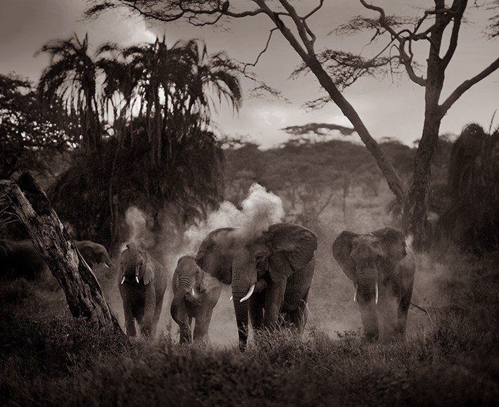 Eric Isselée, Herd of Elephants Eric Isselée, Herd of Elephants