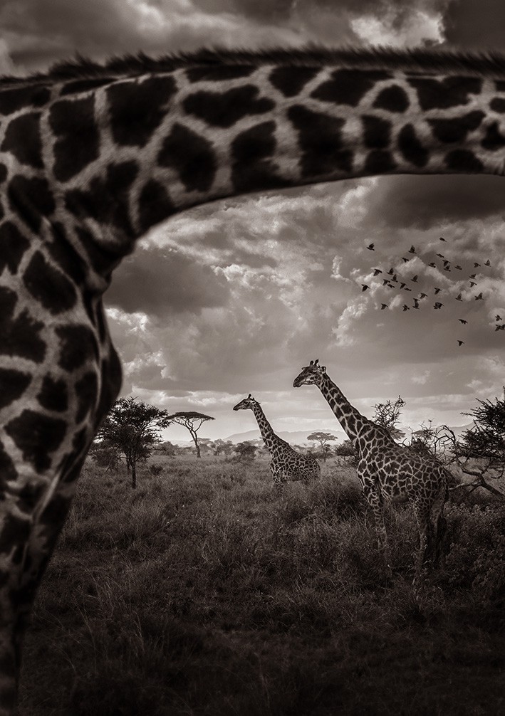 Eric Isselée, Looking through the giraffe Eric Isselée, Looking through the giraffe
