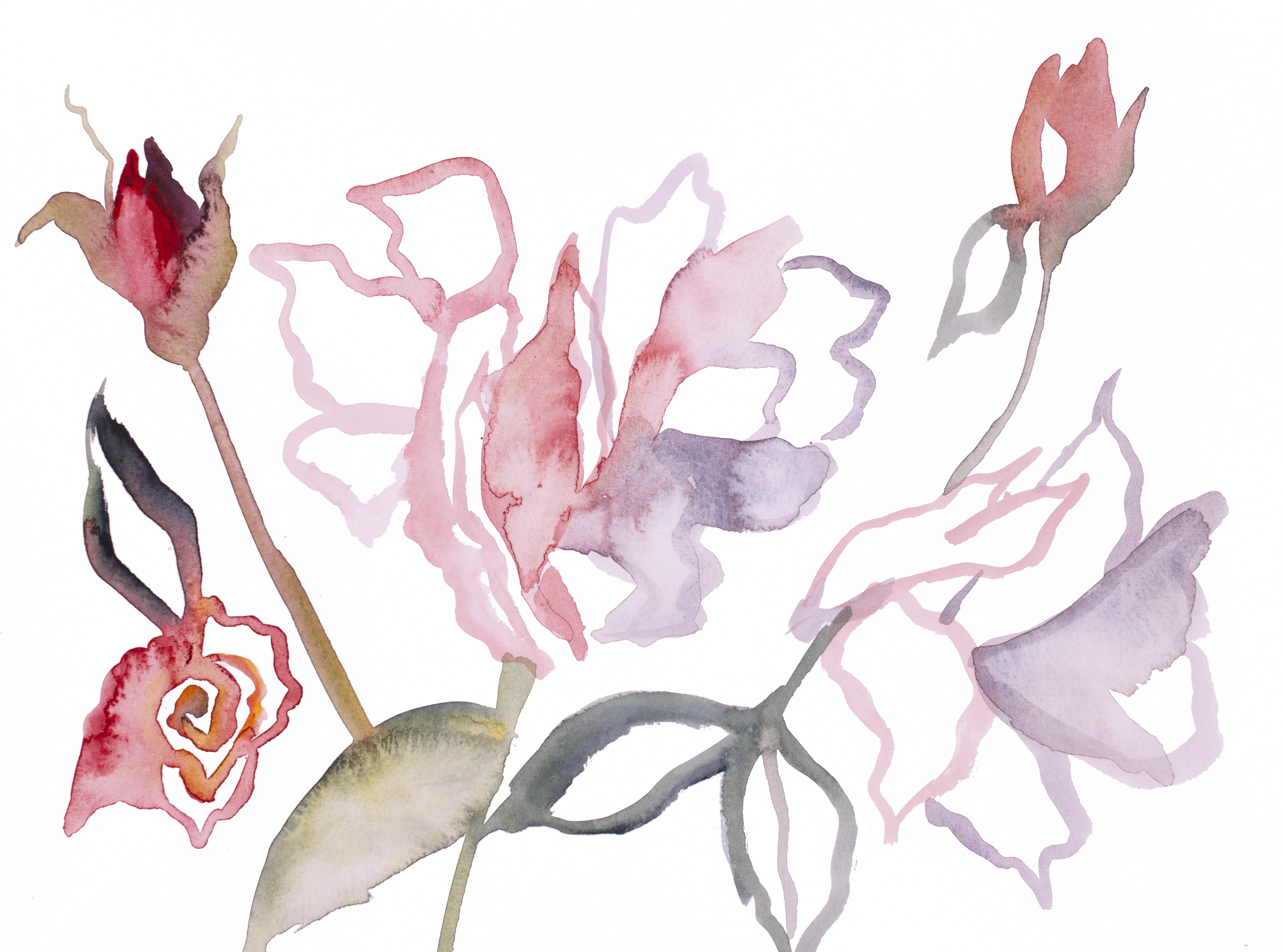 Elizabeth Becker, Rose Study No. 55 Elizabeth Becker, Rose Study No. 55