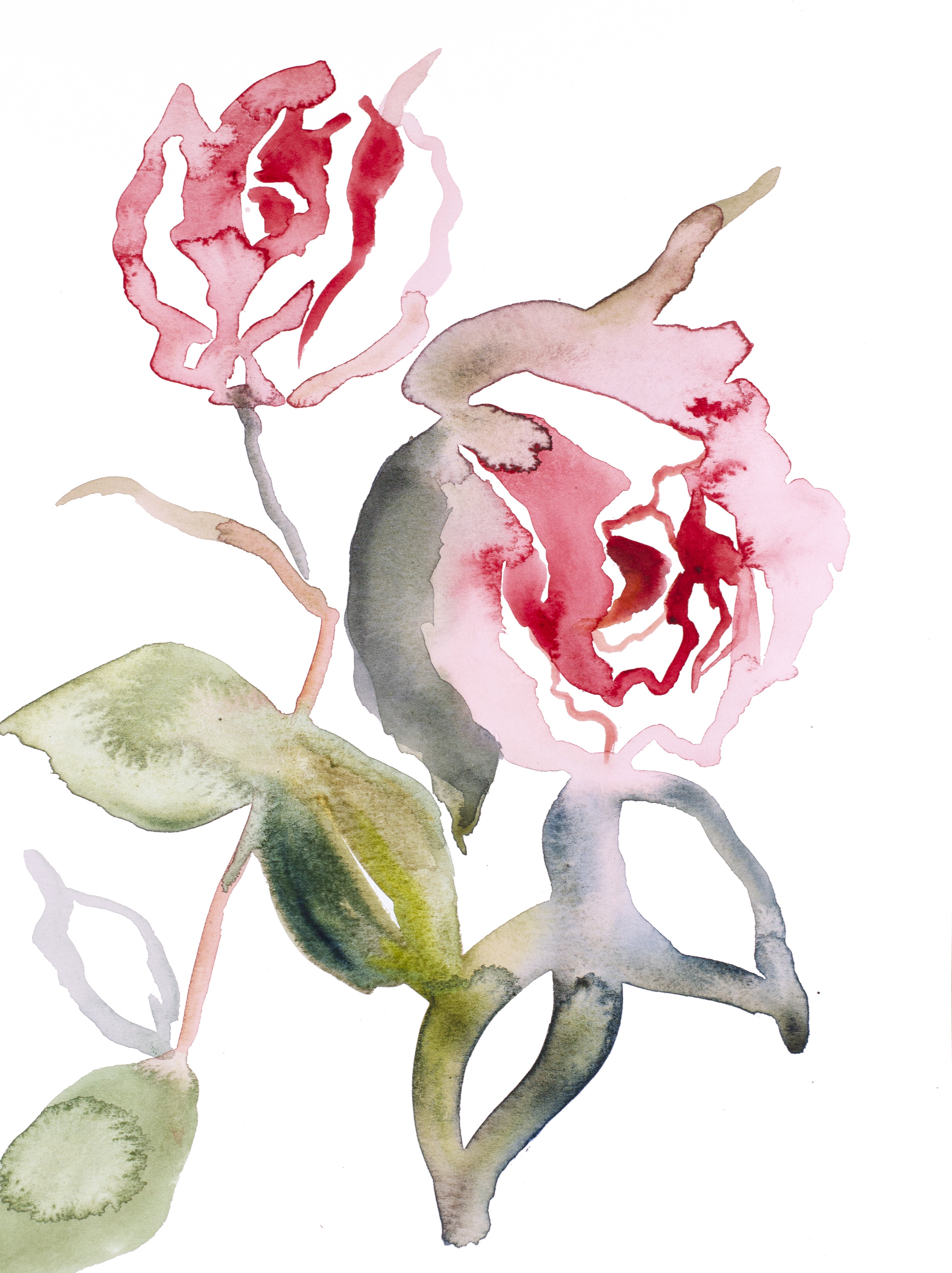 Elizabeth Becker, Rose Study No. 56 Elizabeth Becker, Rose Study No. 56
