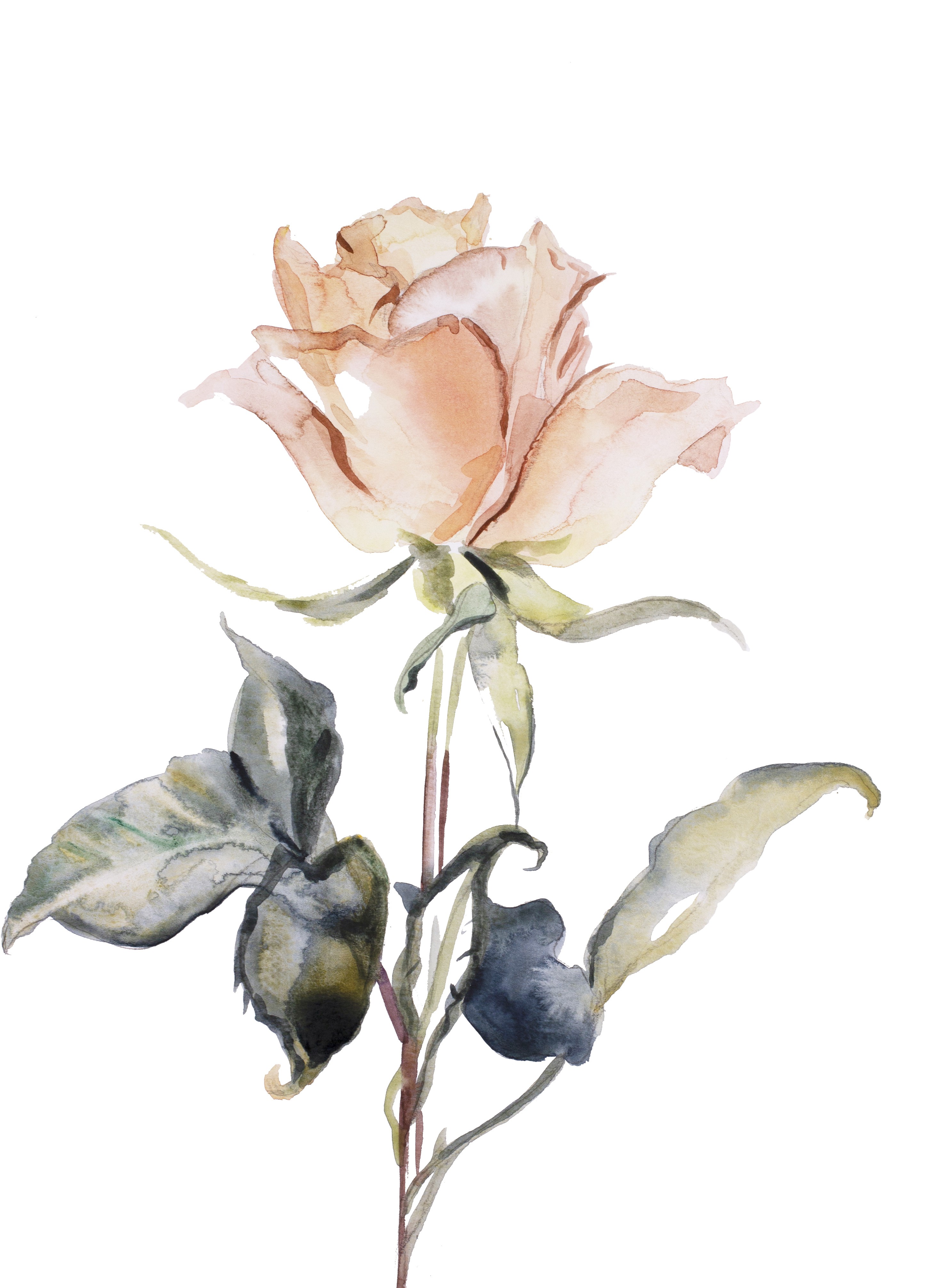 Elizabeth Becker, Rose Study No. 58 Elizabeth Becker, Rose Study No. 58