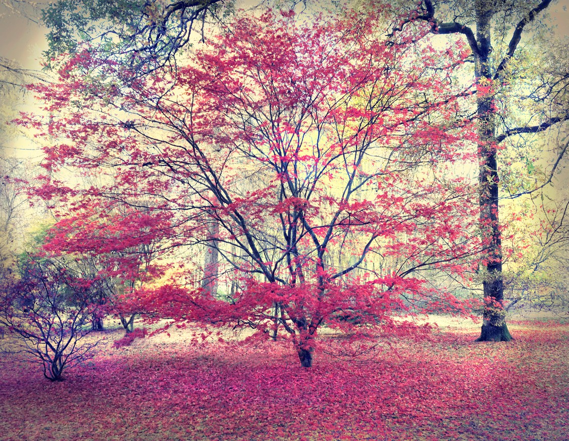 Barry Cawston, Autumn hues Barry Cawston, Autumn hues