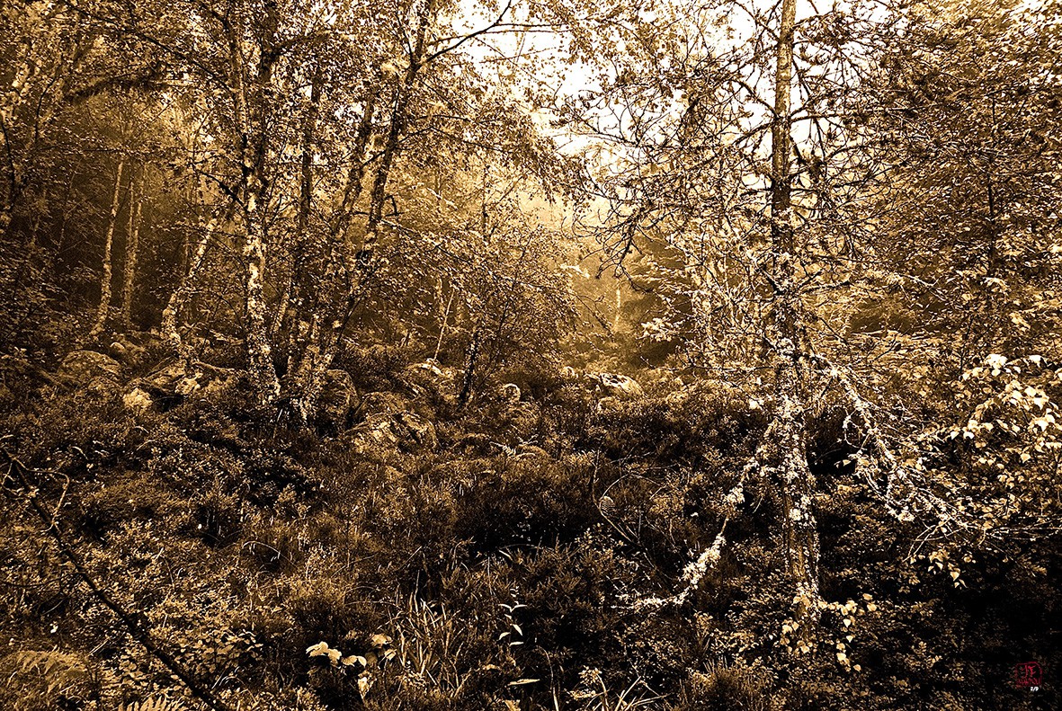 Jean-Charles Mandou, Broceliande Jean-Charles Mandou, Broceliande