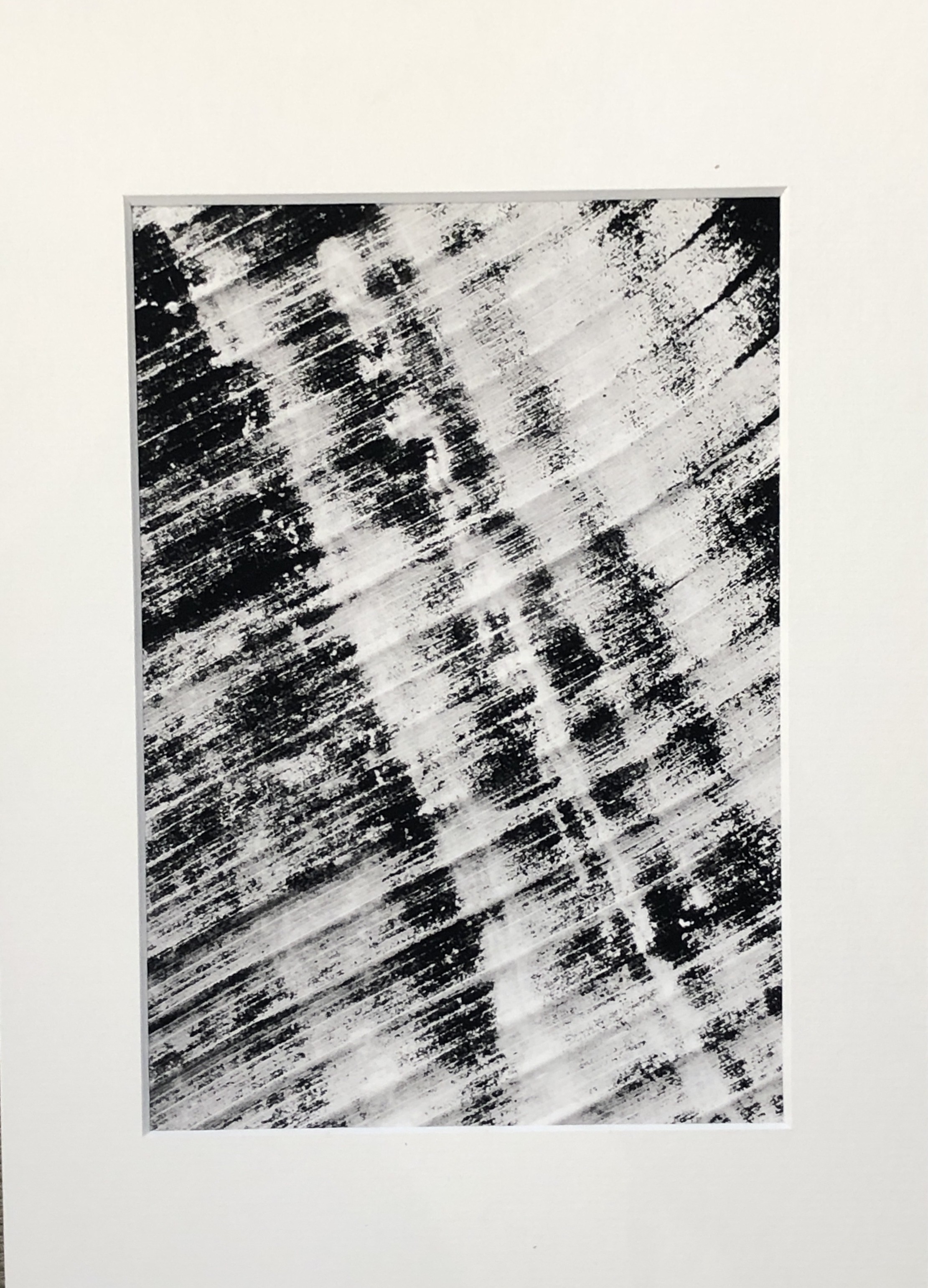 Ed Reddon, Banana leaves #3 Ed Reddon, Banana leaves #3