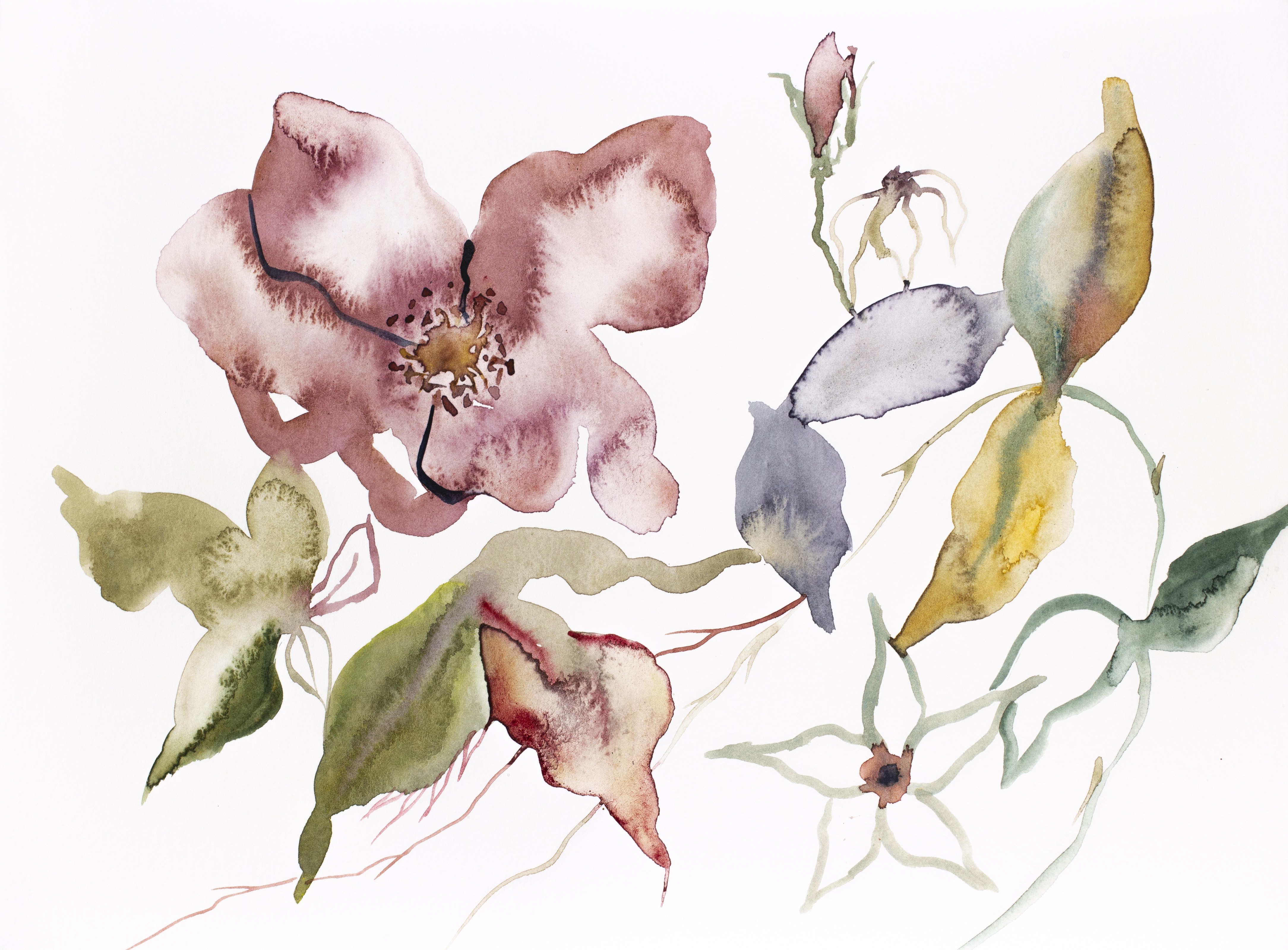Elizabeth Becker, Rose Study No. 59 Elizabeth Becker, Rose Study No. 59