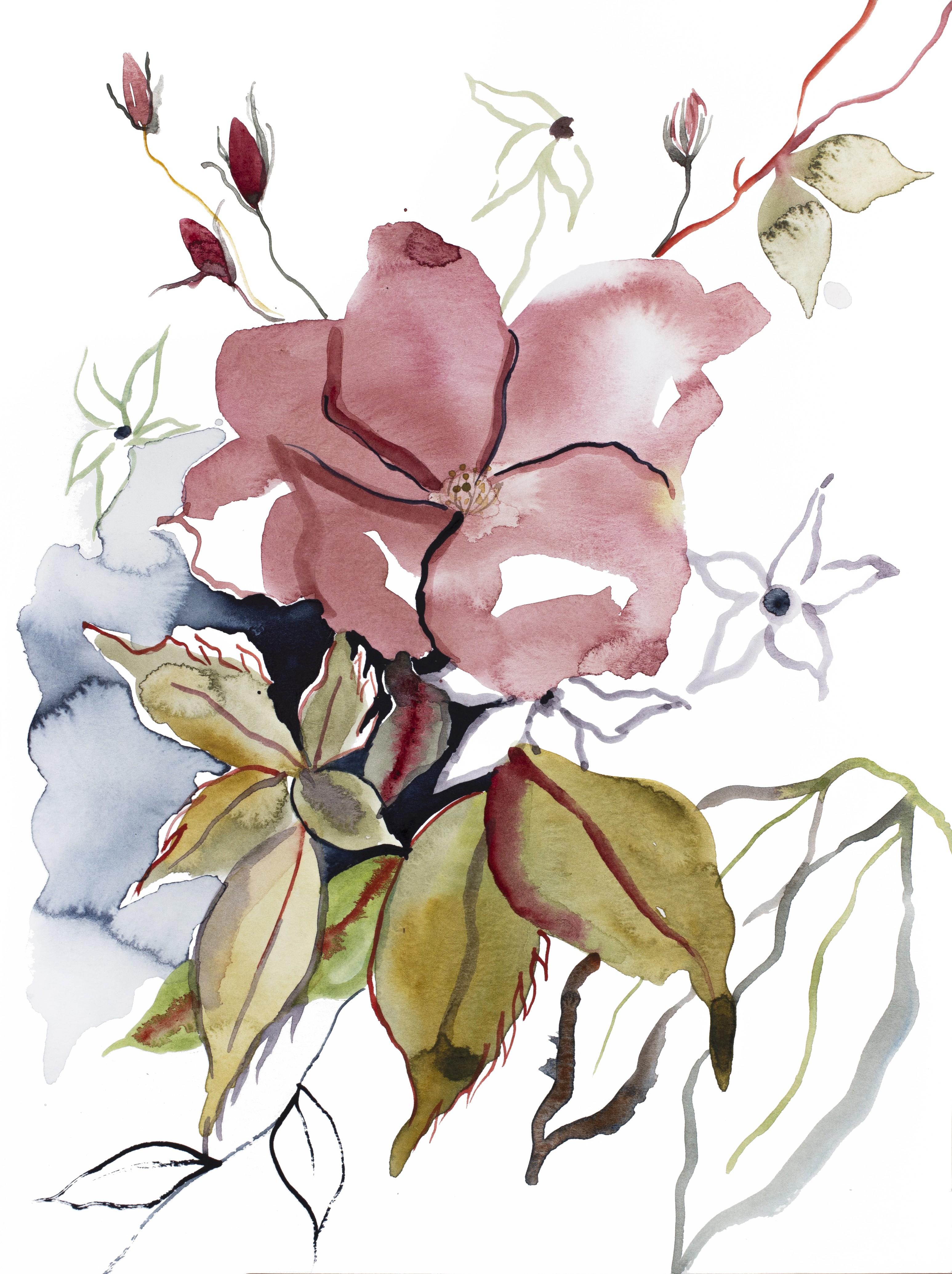 Elizabeth Becker, Rose Study No. 60 Elizabeth Becker, Rose Study No. 60