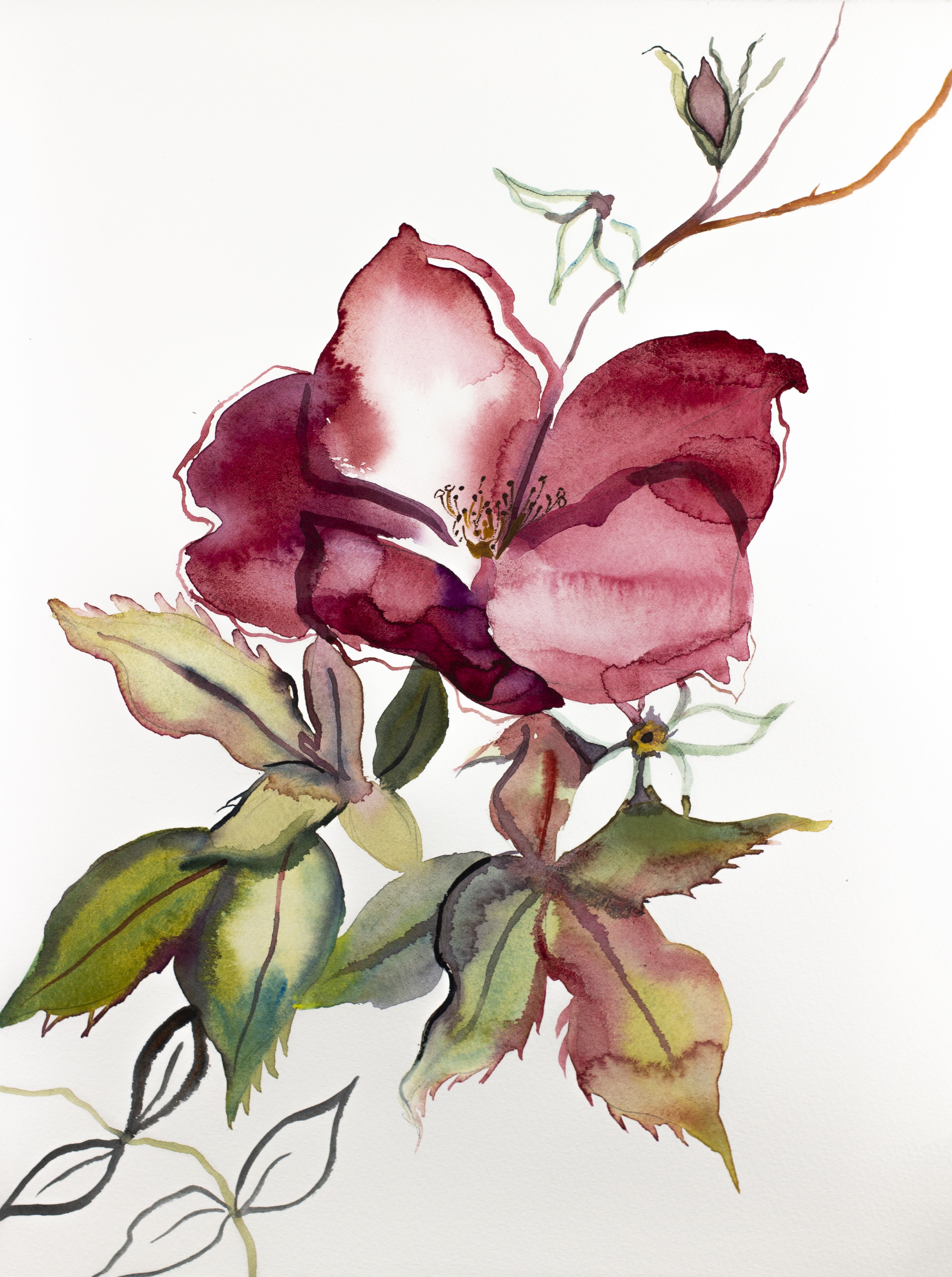 Elizabeth Becker, Rose Study No. 61 Elizabeth Becker, Rose Study No. 61