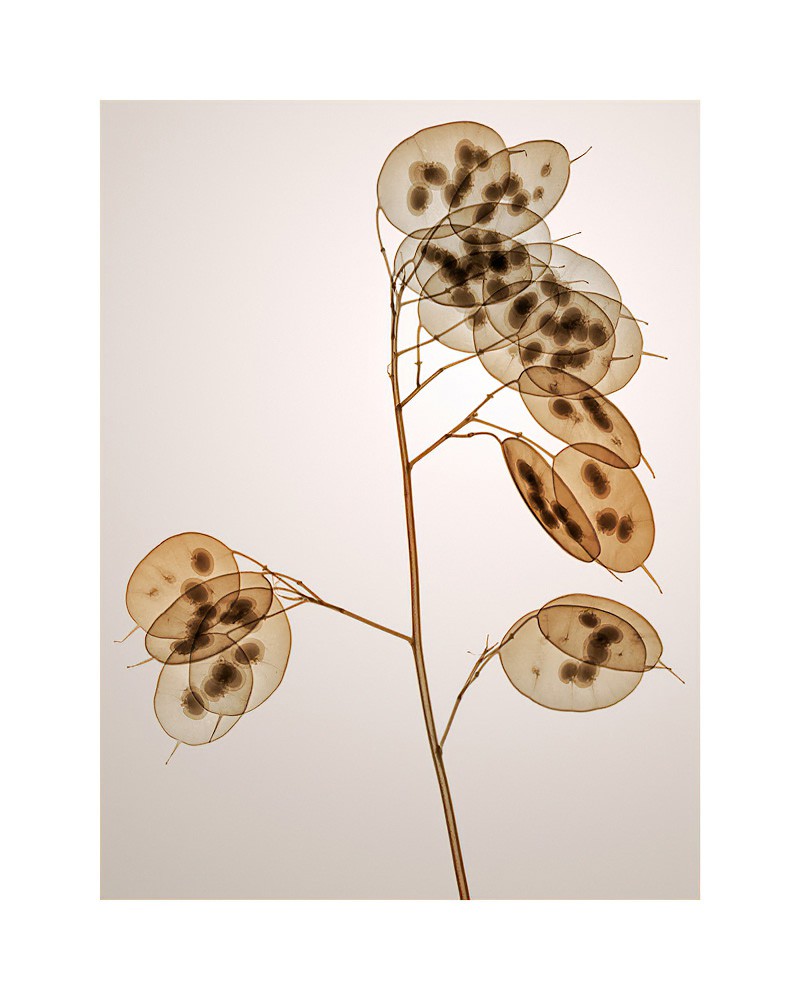 Hugh Turvey, Genus Lunaria Hugh Turvey, Genus Lunaria