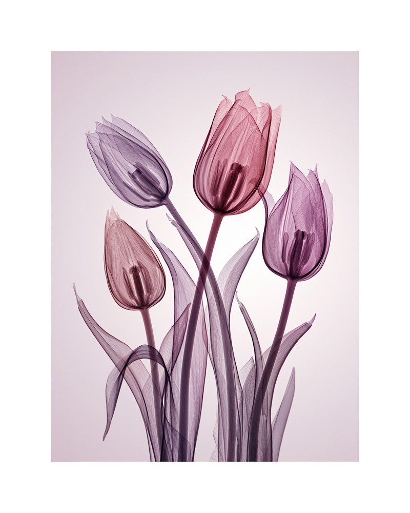 Hugh Turvey, Genus Tulipa Hugh Turvey, Genus Tulipa