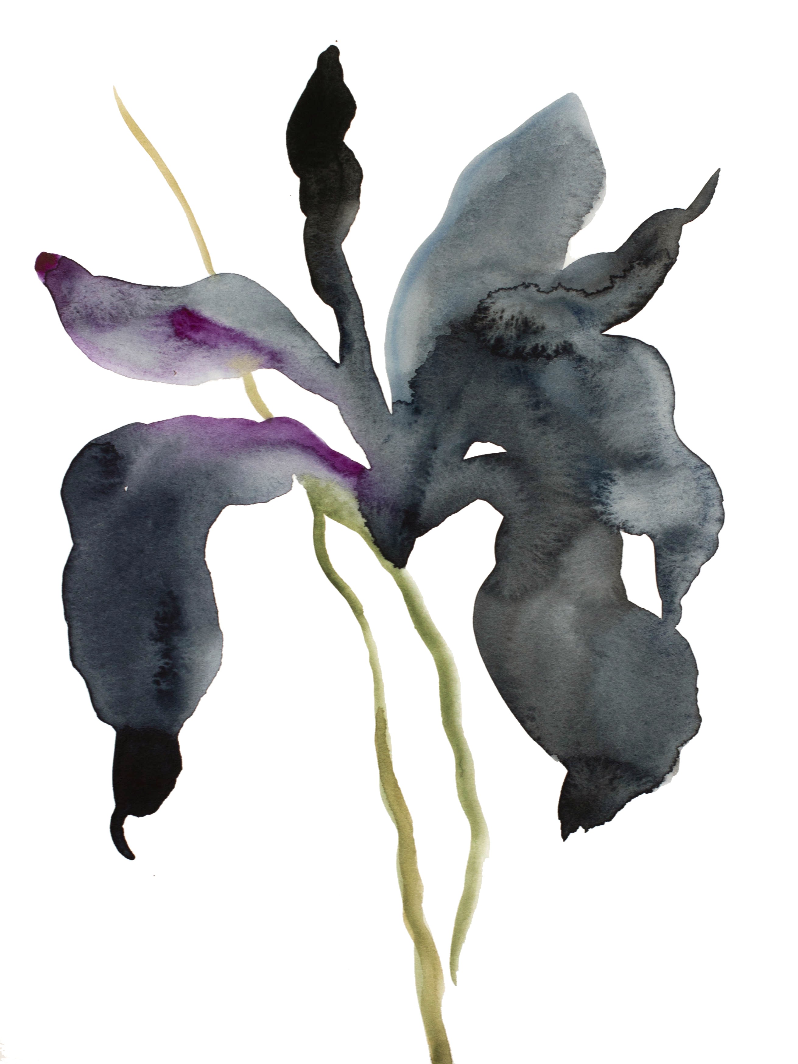 Elizabeth Becker, Iris No. 135 Elizabeth Becker, Iris No. 135