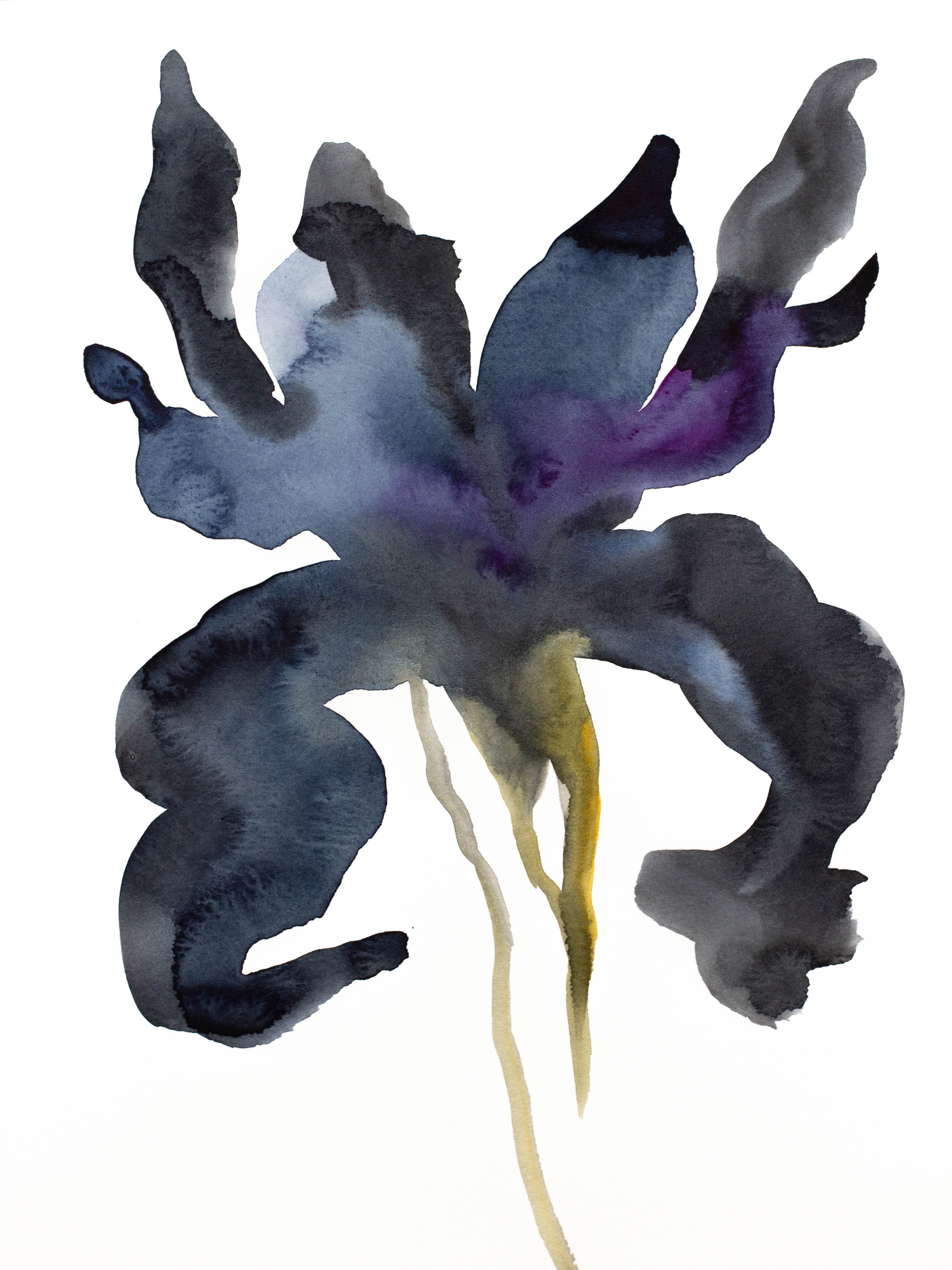 Elizabeth Becker, Iris No. 136 Elizabeth Becker, Iris No. 136