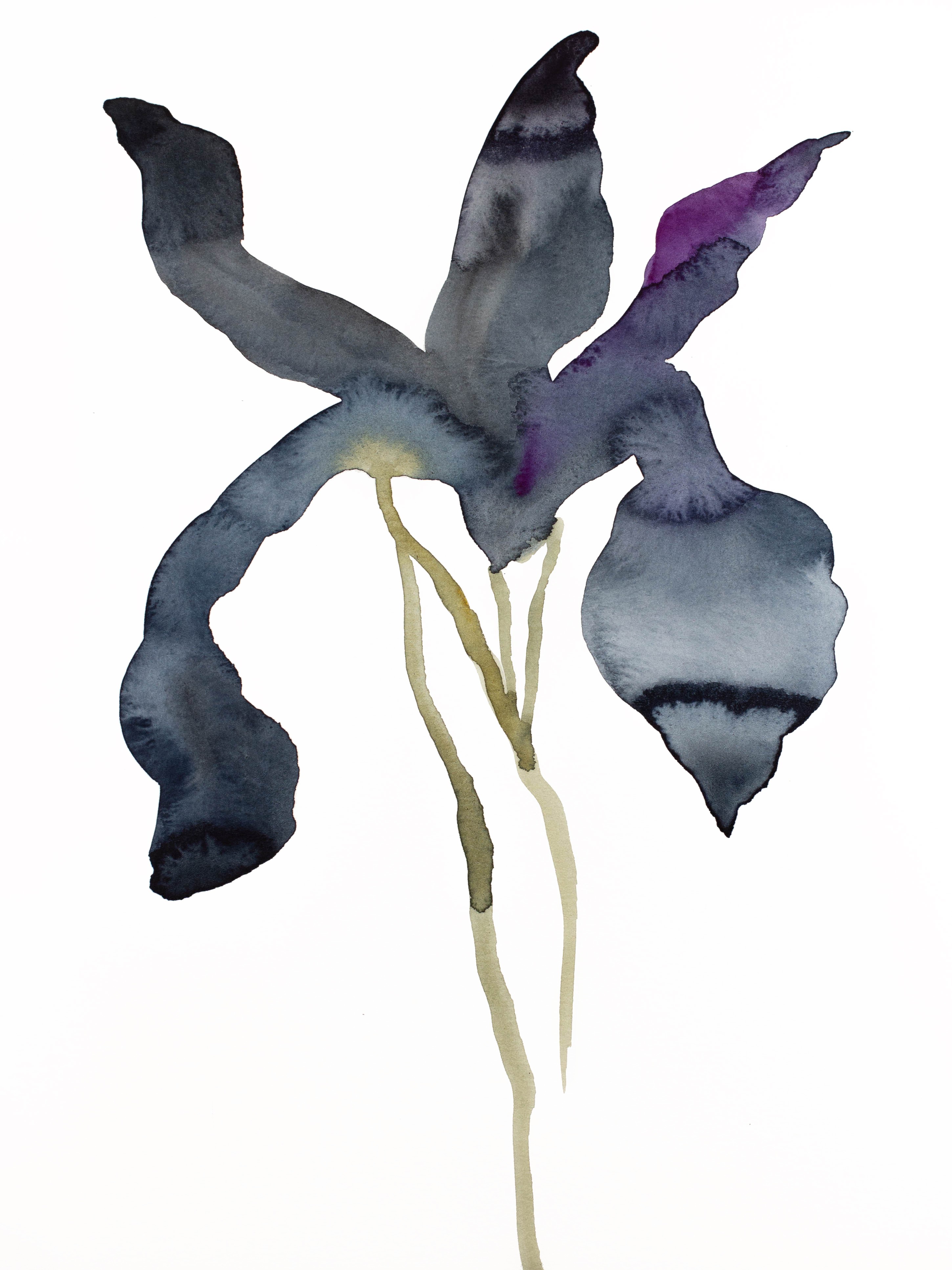 Elizabeth Becker, Iris No. 139 Elizabeth Becker, Iris No. 139