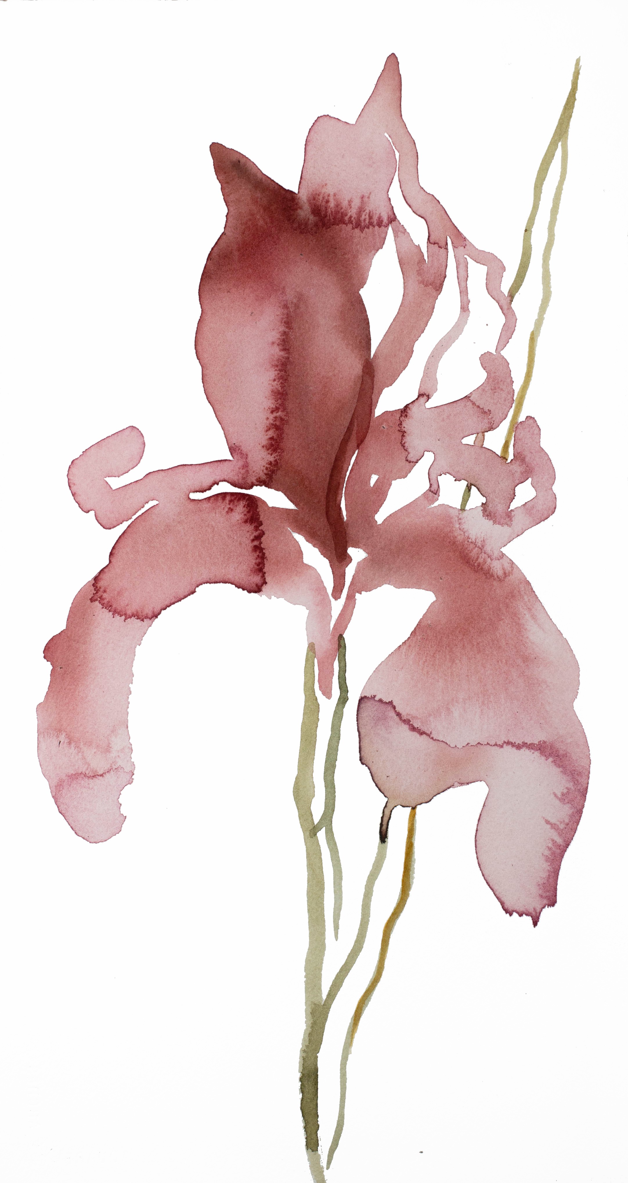 Elizabeth Becker, Iris No. 142 Elizabeth Becker, Iris No. 142