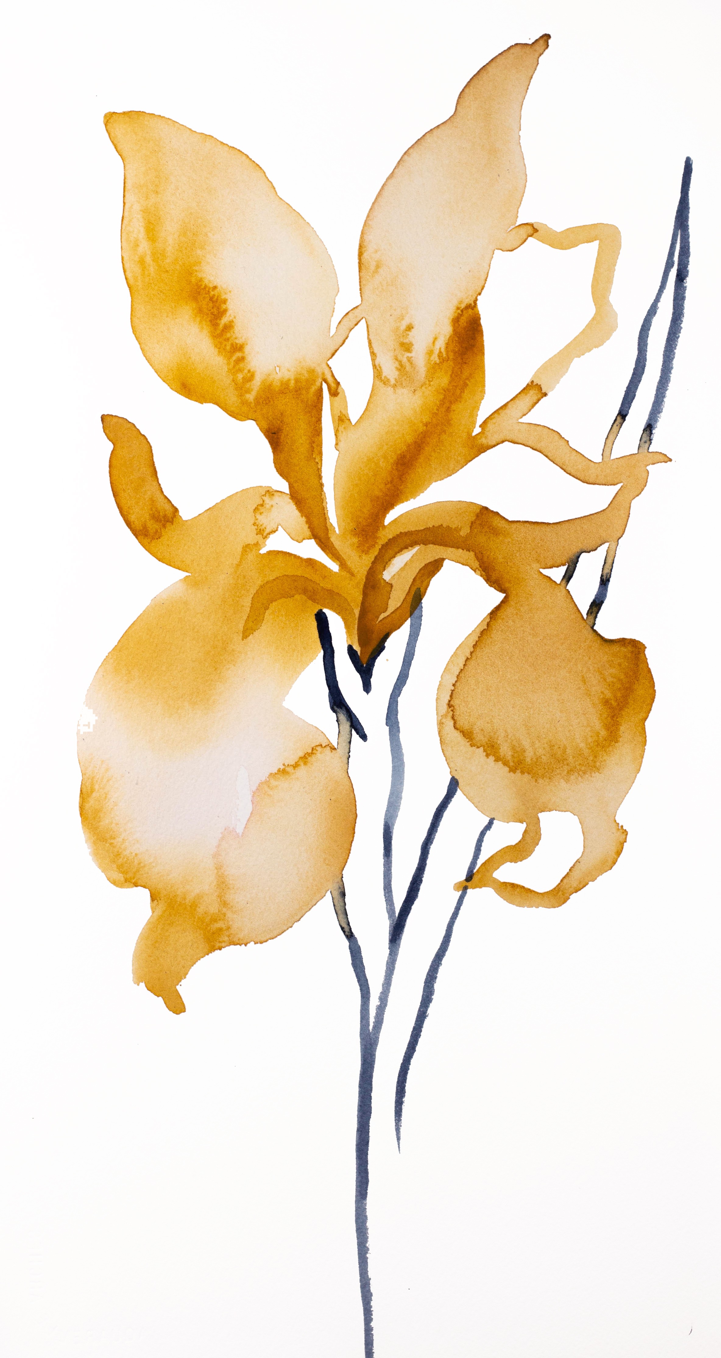 Elizabeth Becker, Iris No. 143 Elizabeth Becker, Iris No. 143