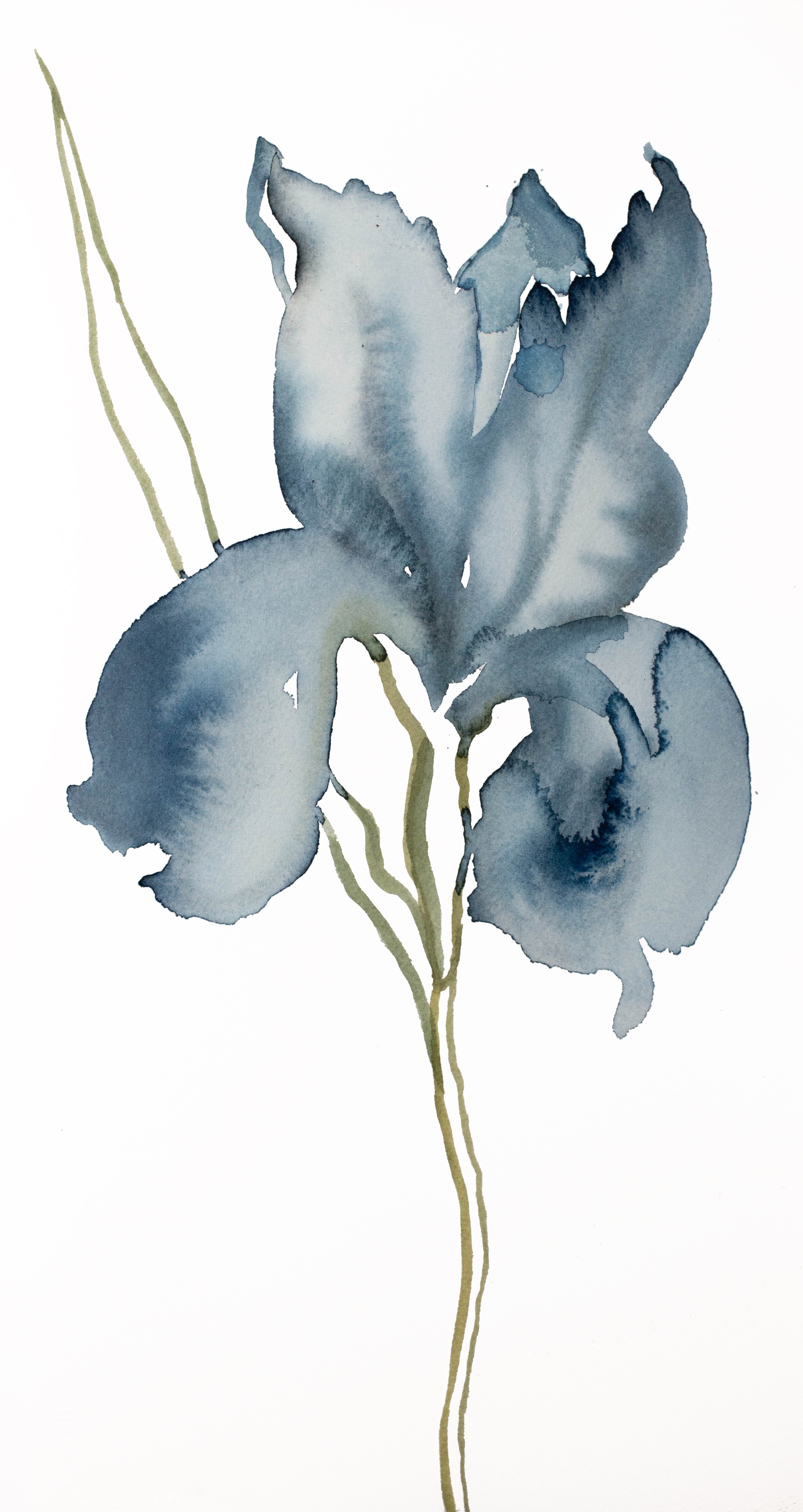 Elizabeth Becker, Iris No. 144 Elizabeth Becker, Iris No. 144