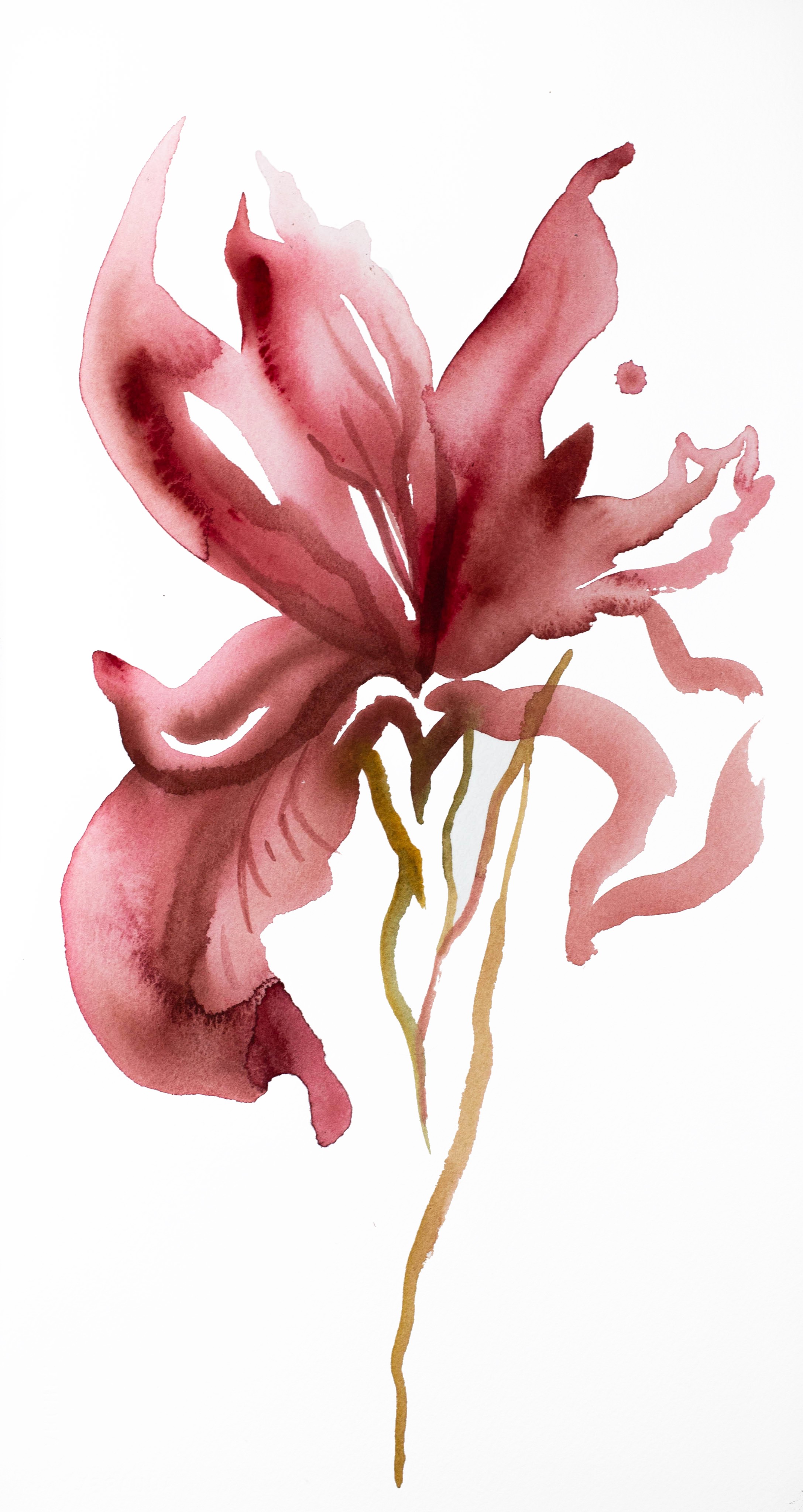 Elizabeth Becker, Iris No. 146 Elizabeth Becker, Iris No. 146