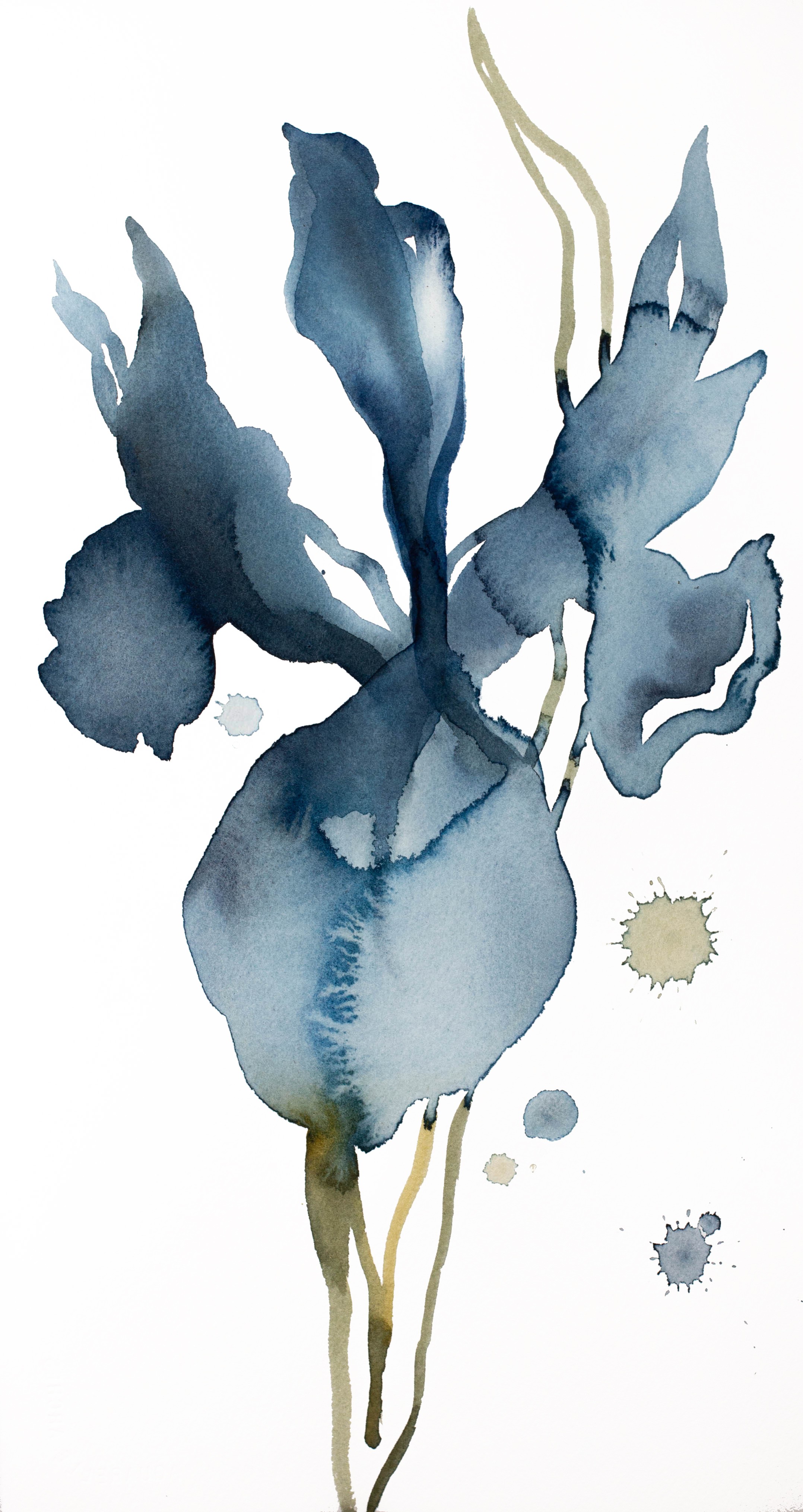 Elizabeth Becker, Iris No. 147 Elizabeth Becker, Iris No. 147