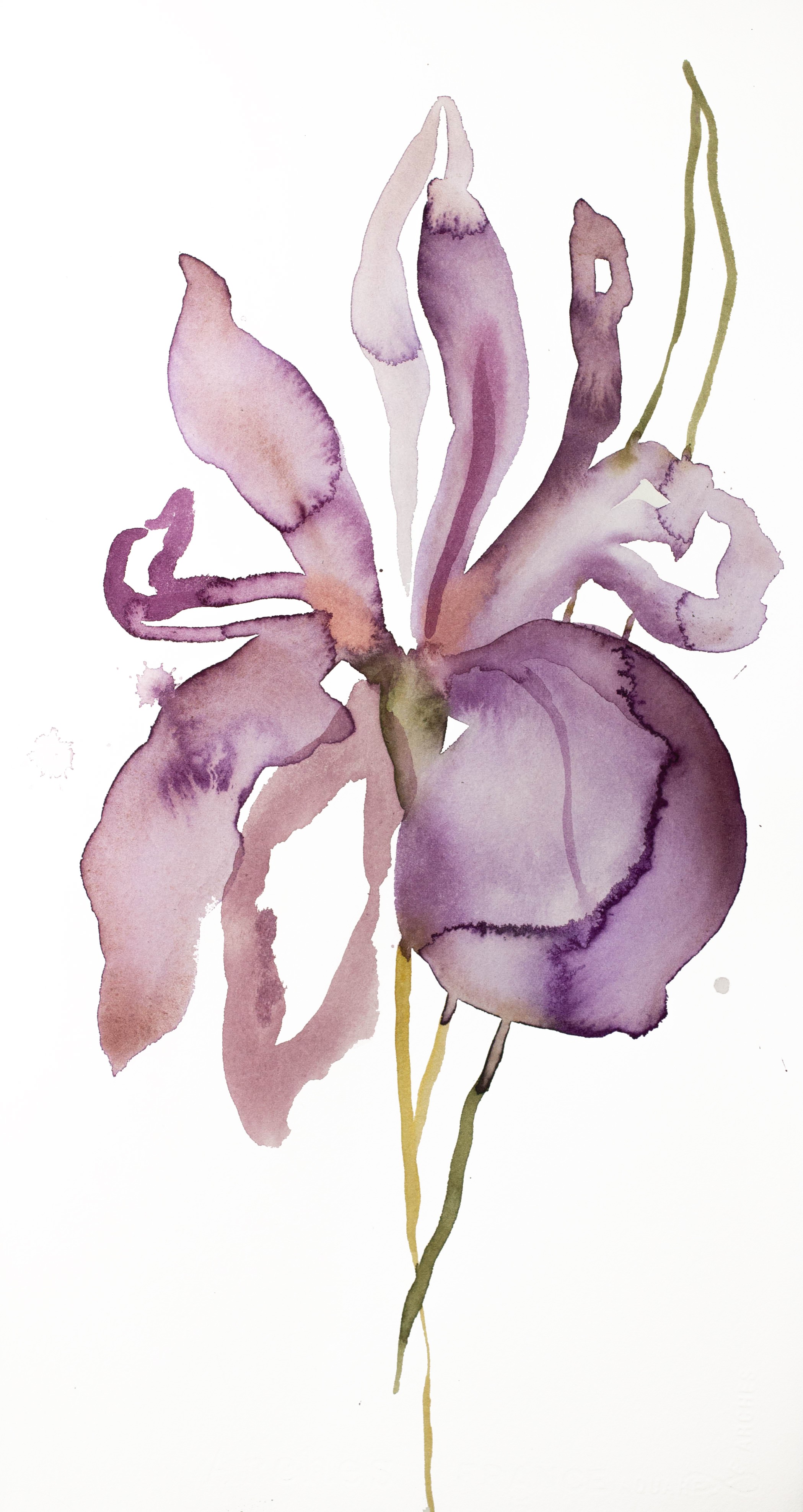 Elizabeth Becker, Iris No. 148 Elizabeth Becker, Iris No. 148