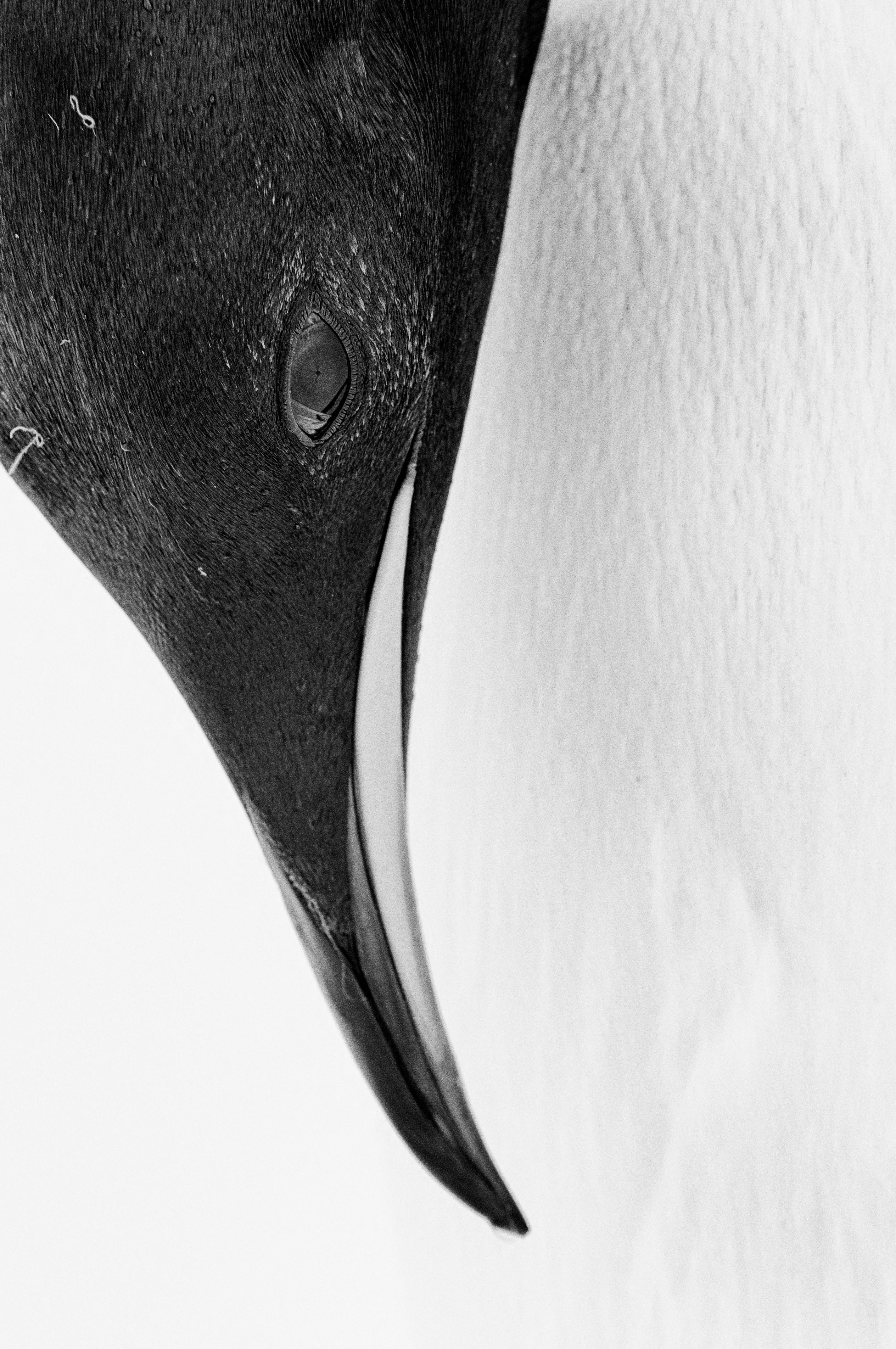 Guillaume Pépy, Terra Incognita - Reverence Guillaume Pépy, Terra Incognita - Reverence