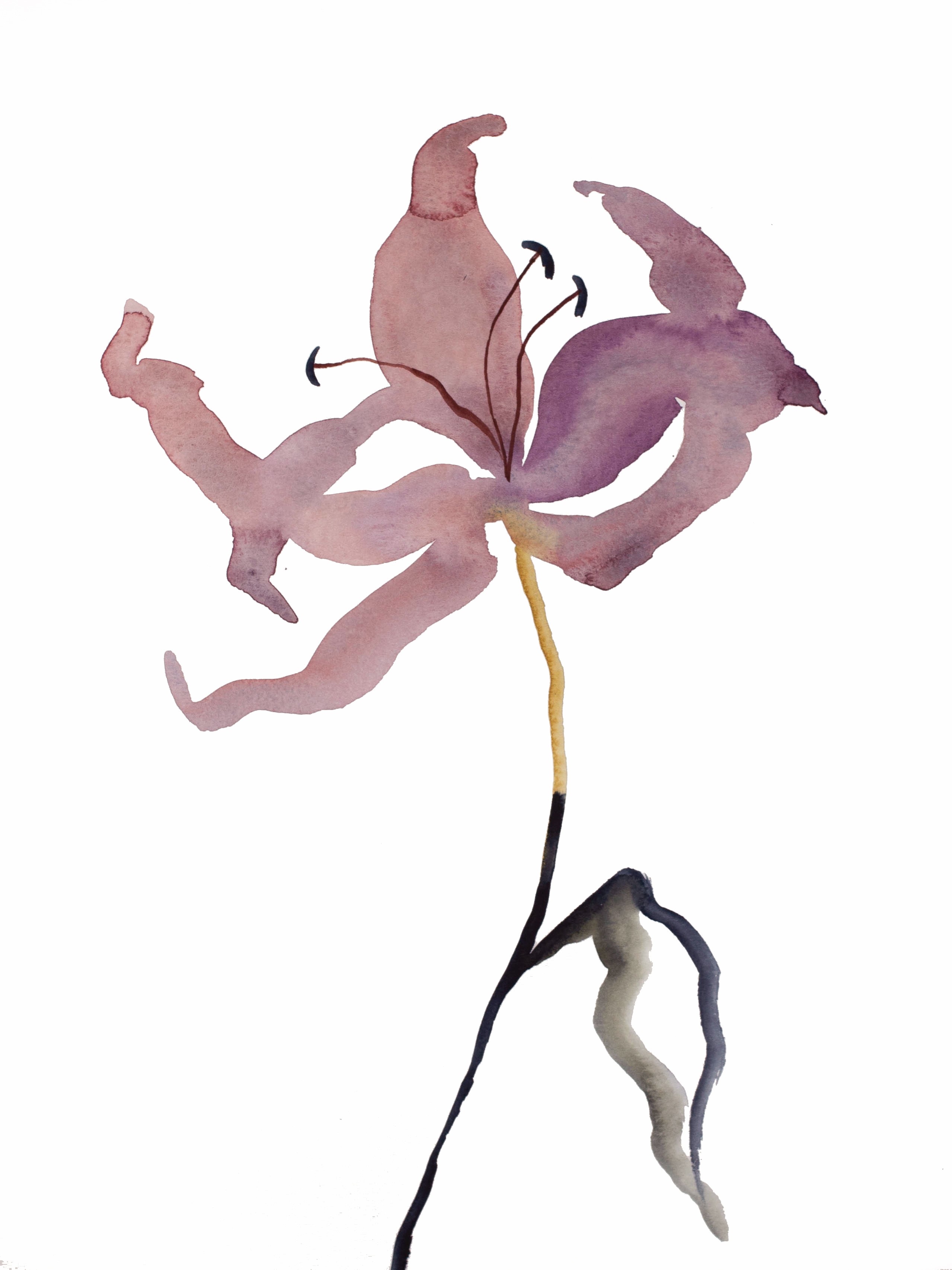 Elizabeth Becker, Lily No. 2 Elizabeth Becker, Lily No. 2