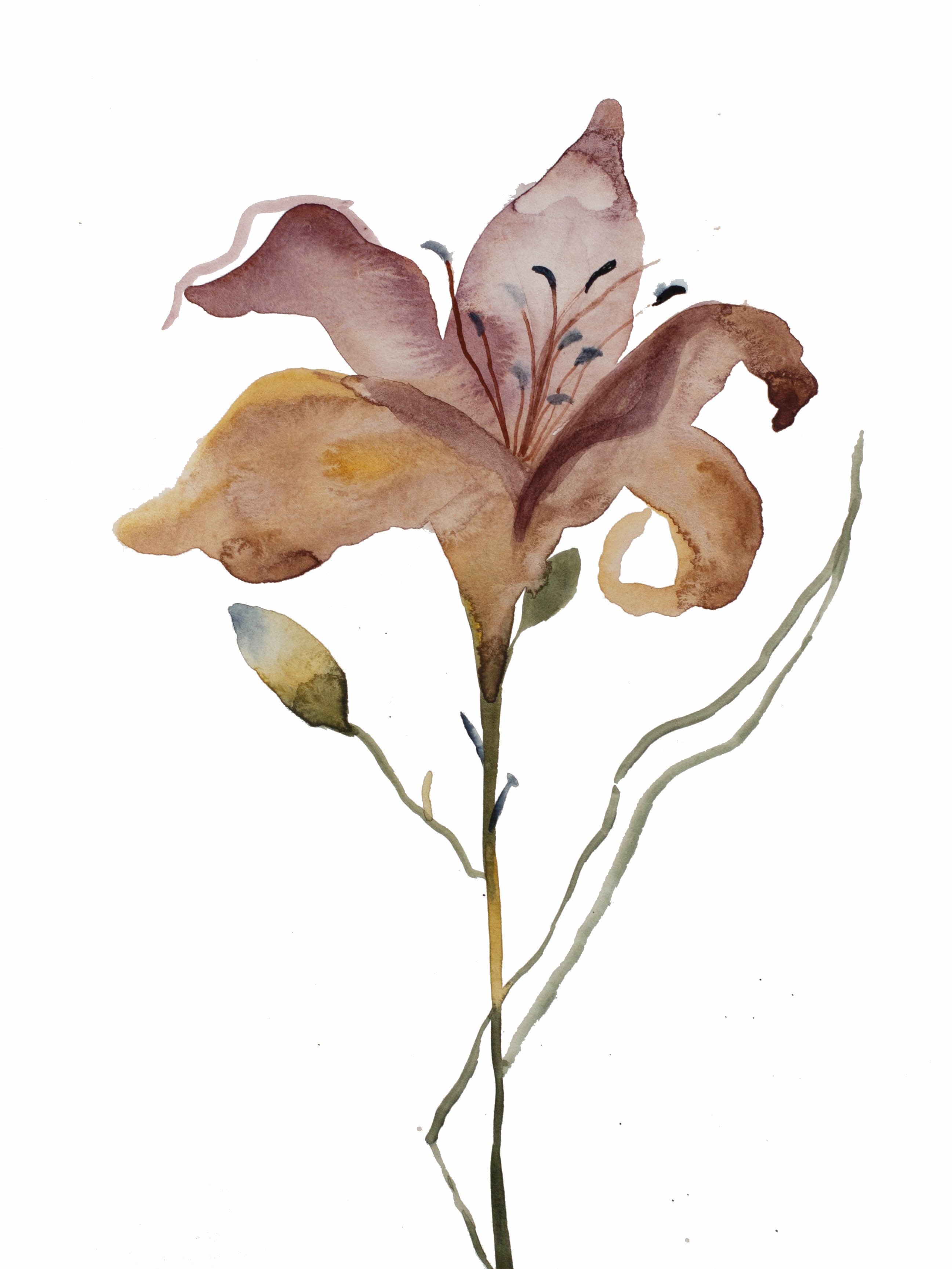 Elizabeth Becker, Lily No. 7 Elizabeth Becker, Lily No. 7