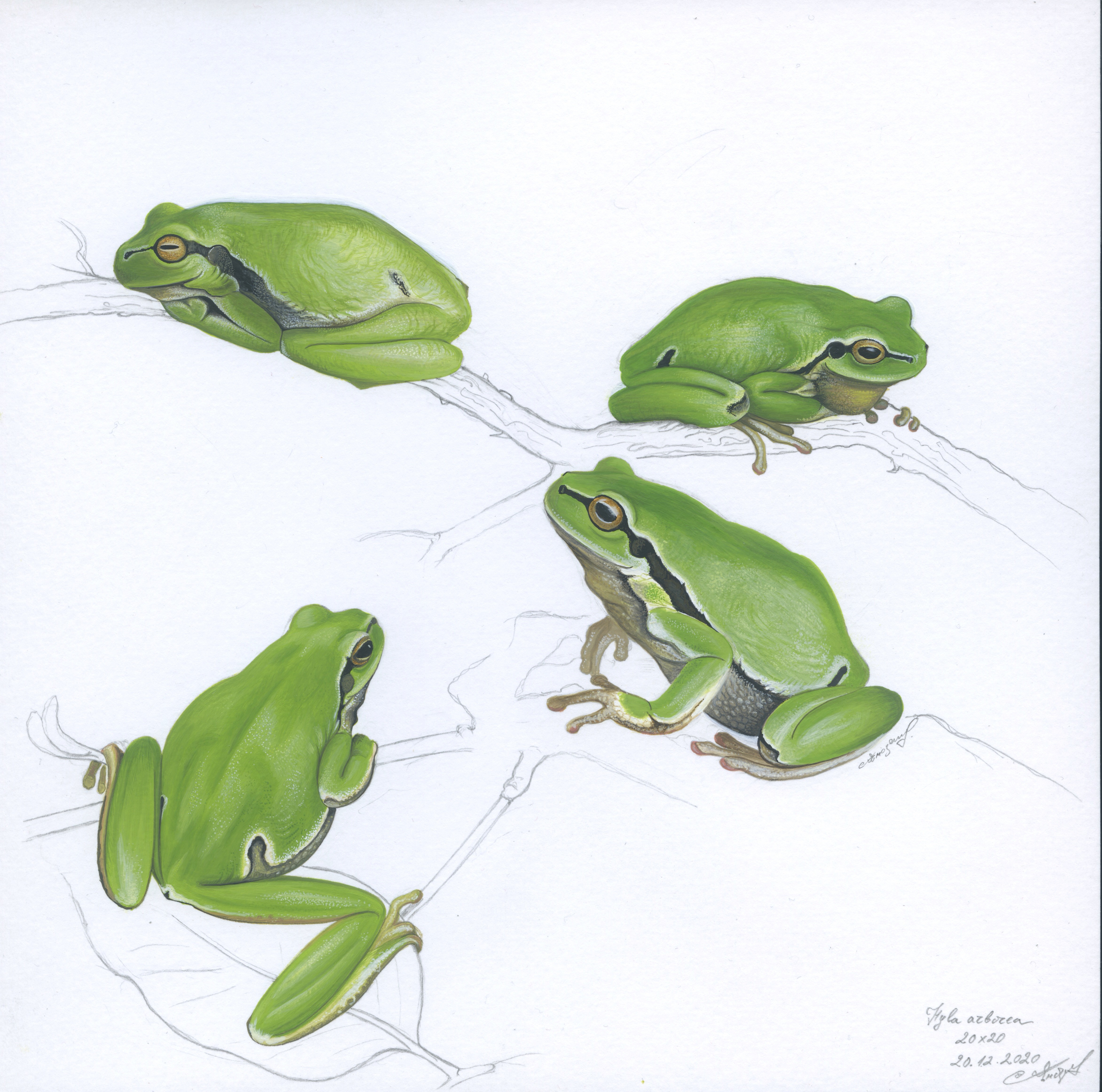 Lyuben Domozetski, European Tree Frog (Hyla arborea) Lyuben Domozetski, European Tree Frog (Hyla arborea)