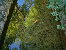 Photographie, Koi 2, Fabrizio Alzati