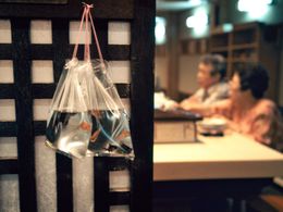 Gold fishes, Fabrizio Alzati