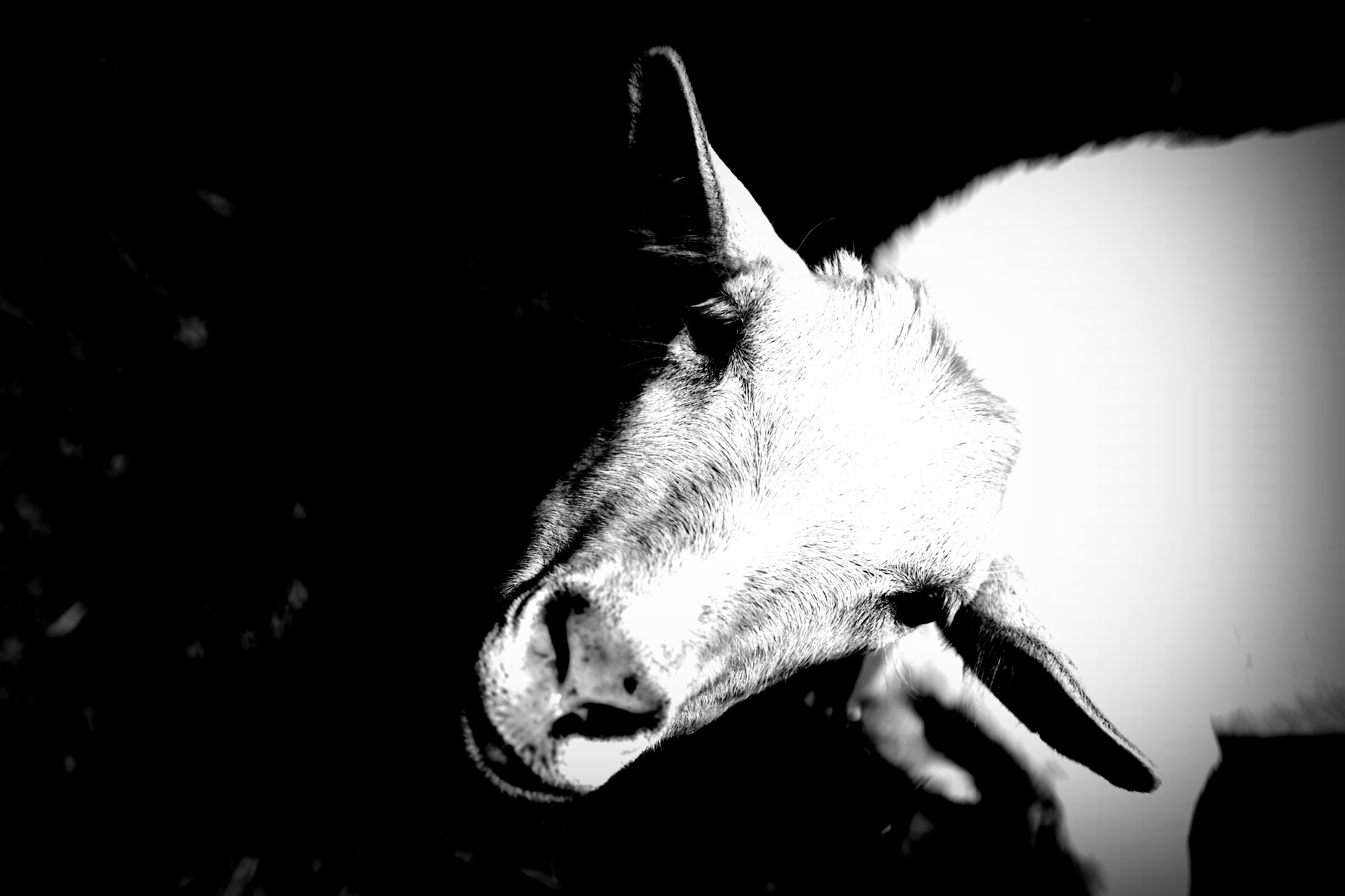 Elena Bandurka, Goat Elena Bandurka, Goat
