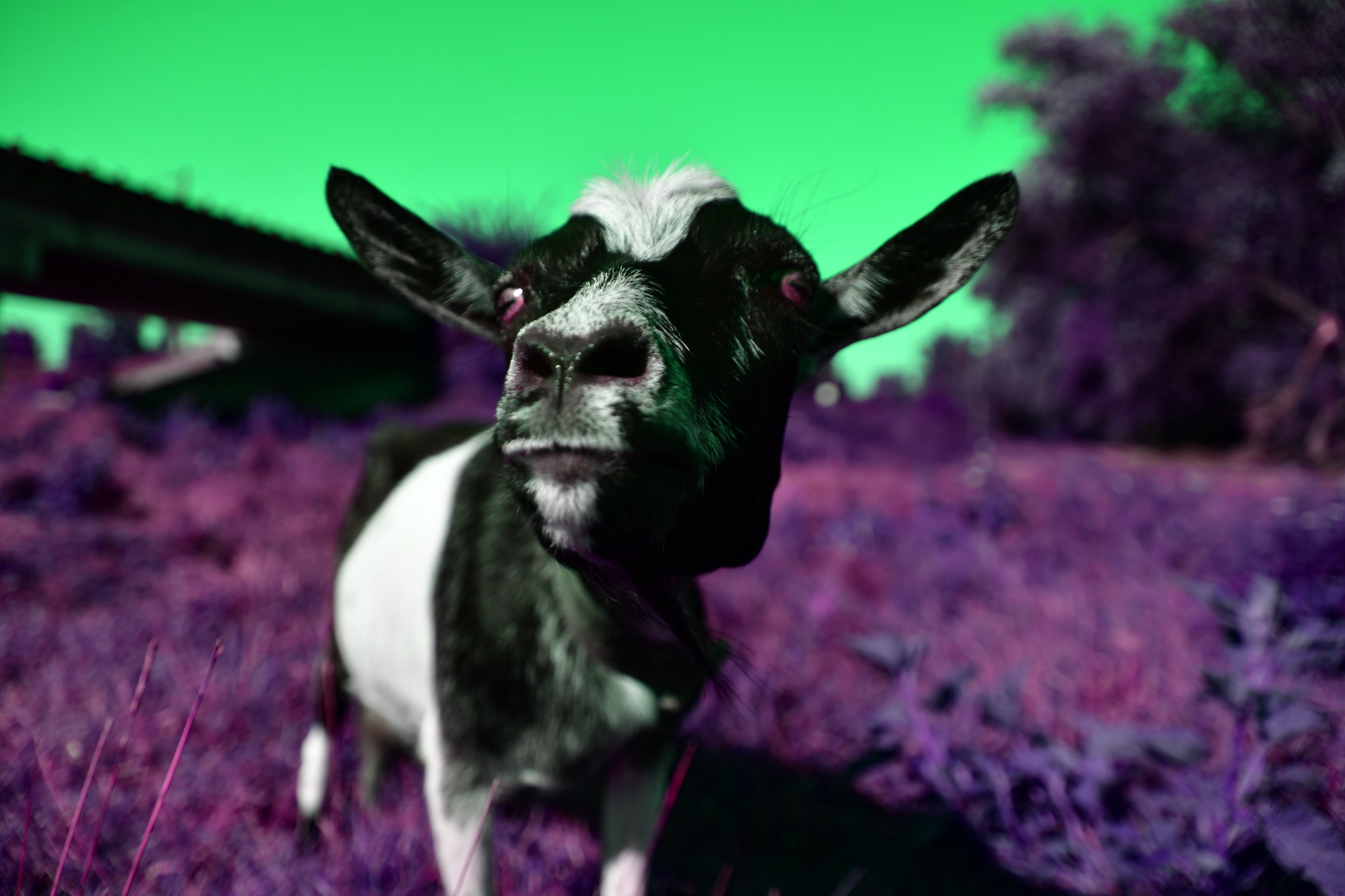 Elena Bandurka, Pop art animal Elena Bandurka, Pop art animal