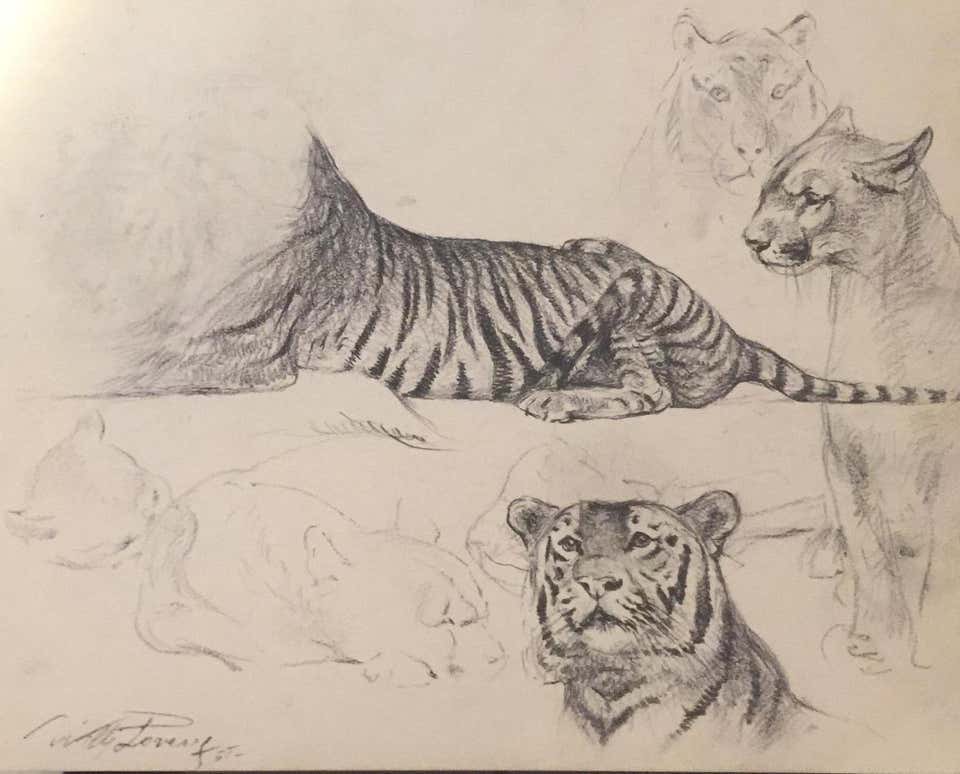 Wilhelm Lorenz, Study of Tiger and Lioness Wilhelm Lorenz, Study of Tiger and Lioness