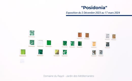 Posidonia