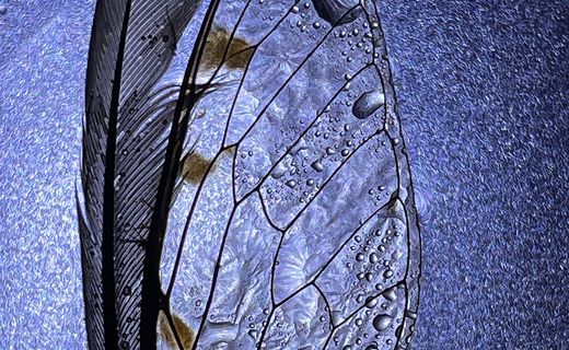 Of Wings and Feathers