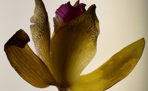 Sub specie lucis. From the Perspective of Light. – Zornitsa Gramkova